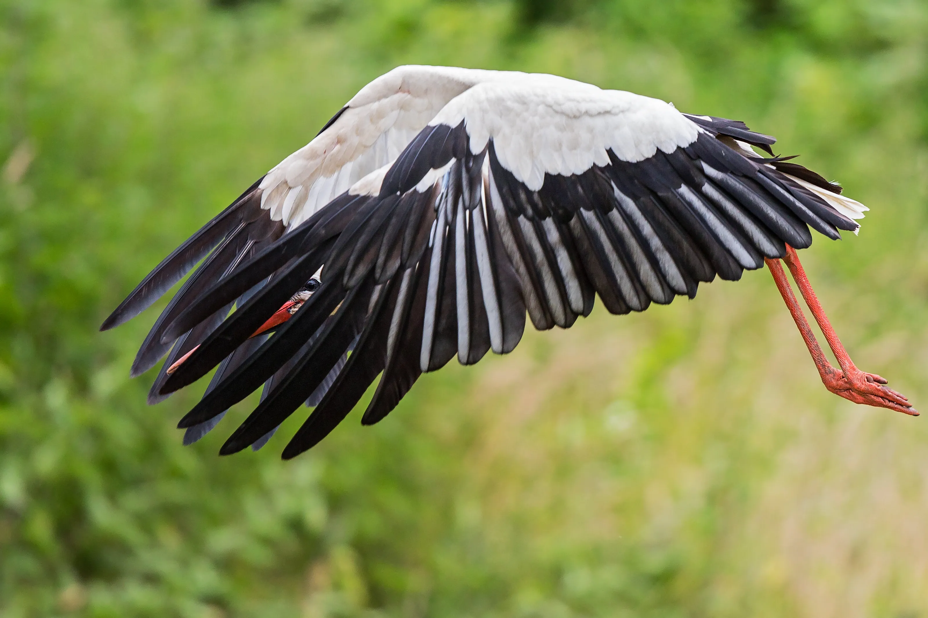 White Stork - Sneak a Peek...