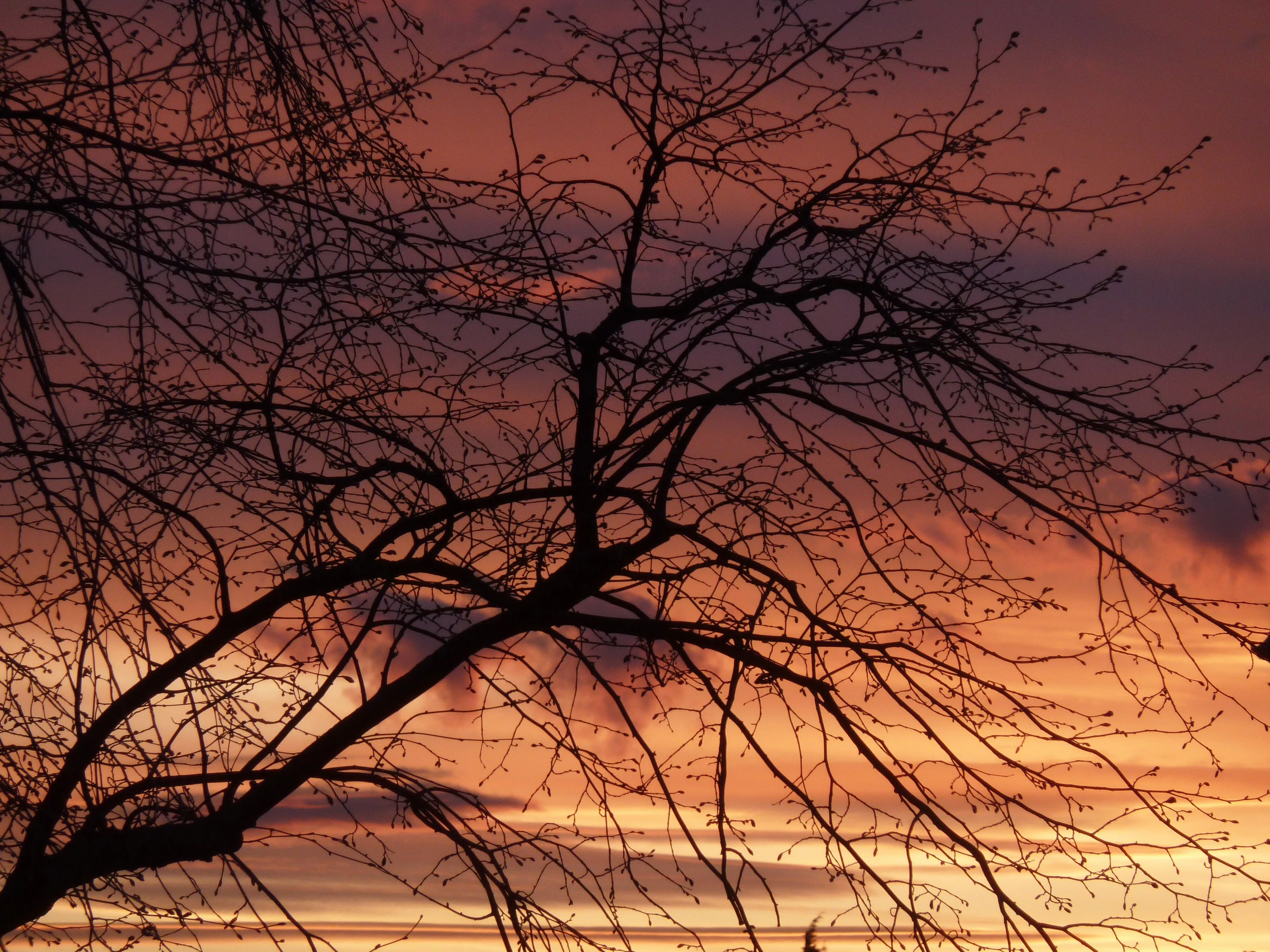 Sunset silhouette