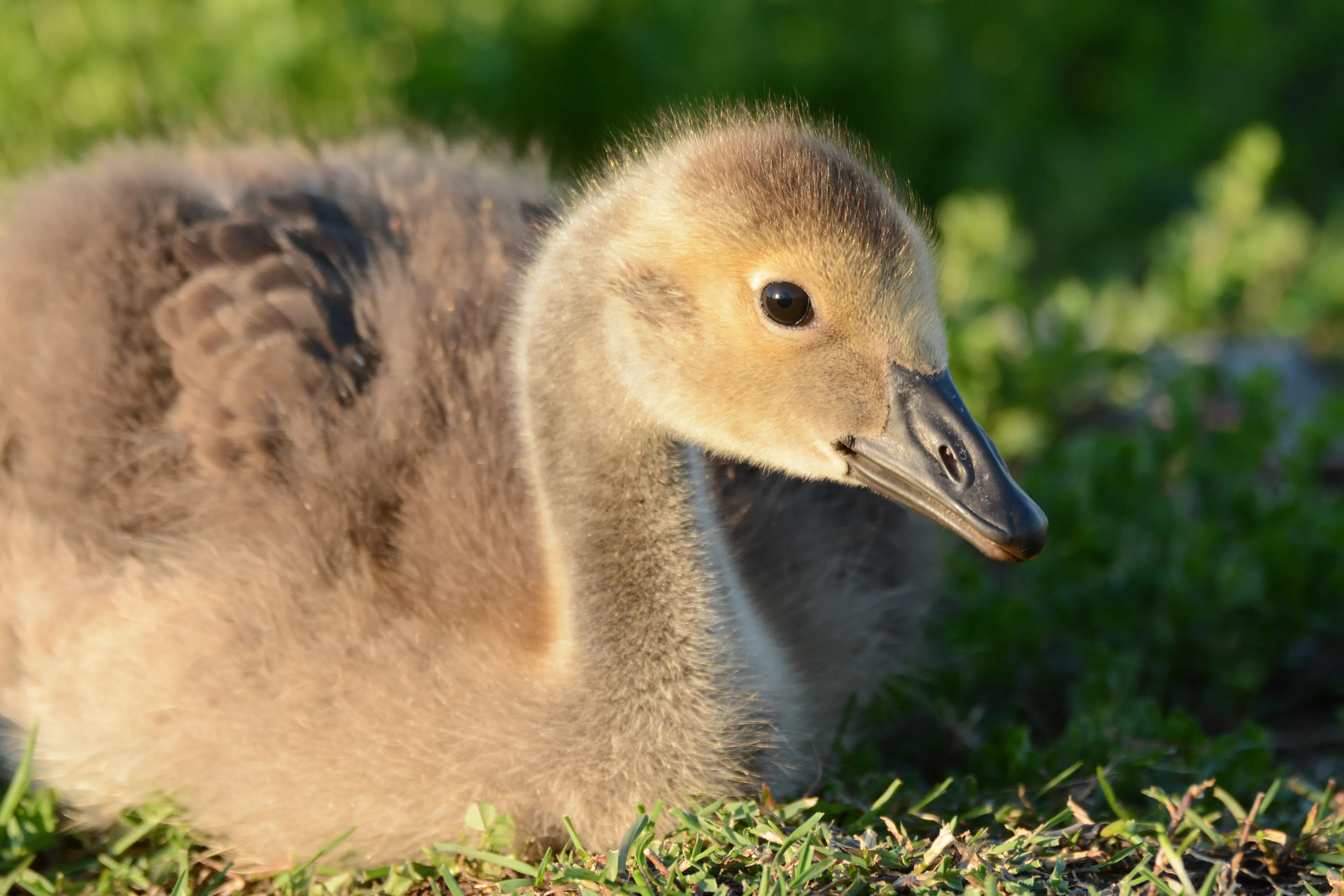 Gosling
