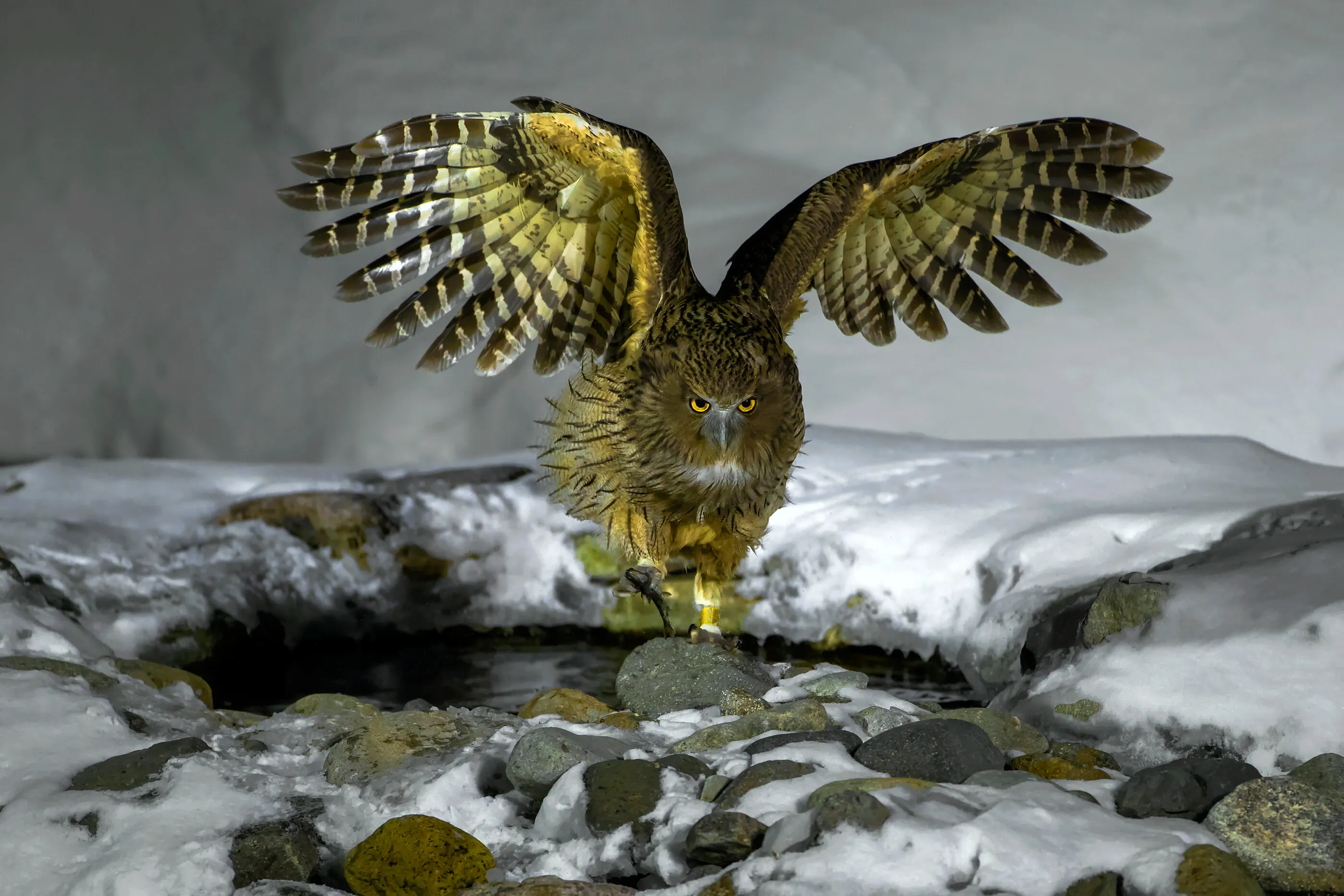 eagle watch us all the time!