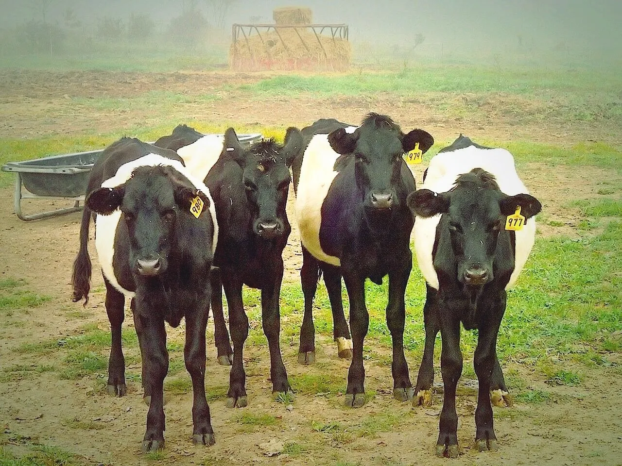 Young cow punks farm chillin'