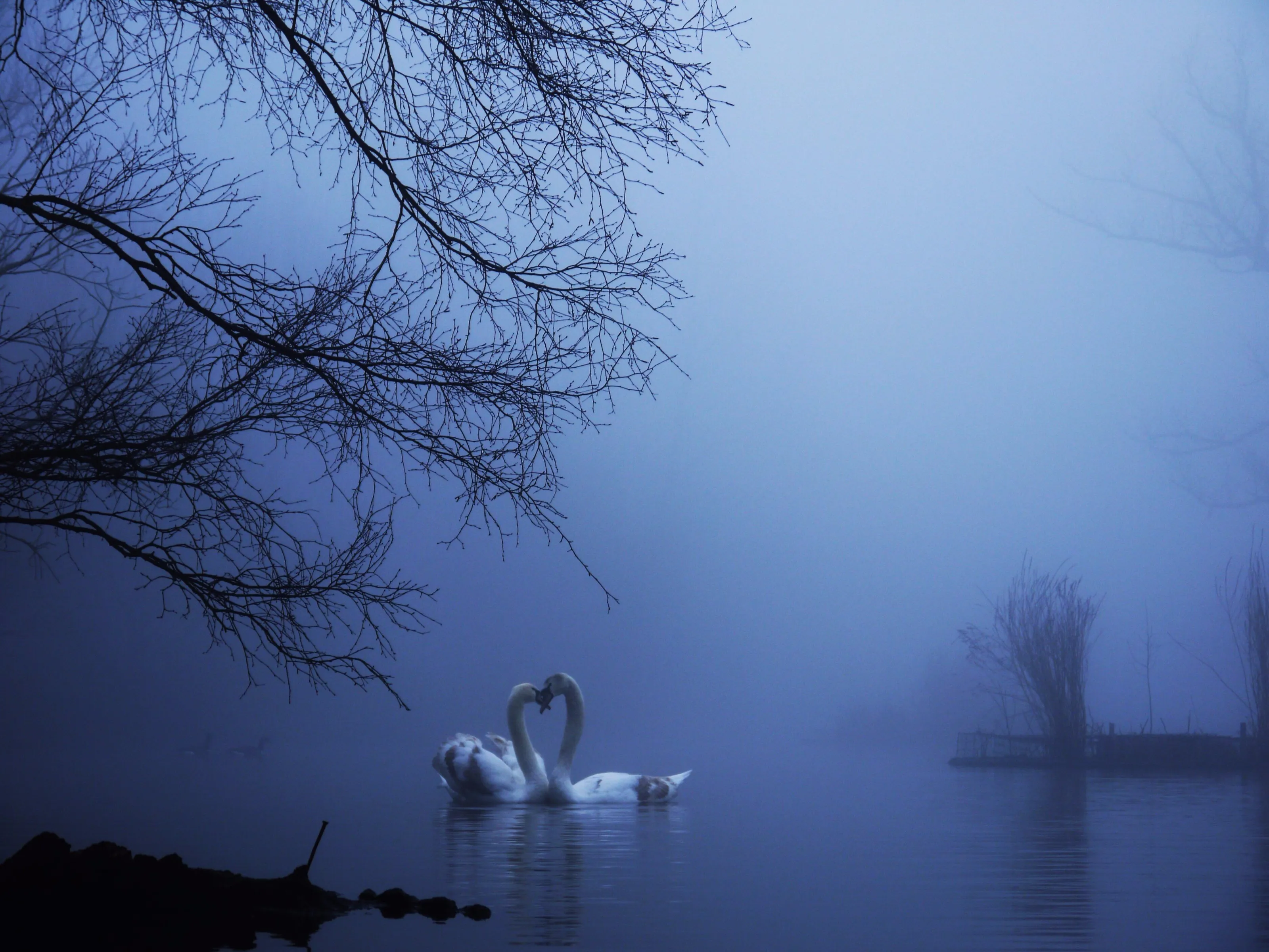 Swans in the fog
