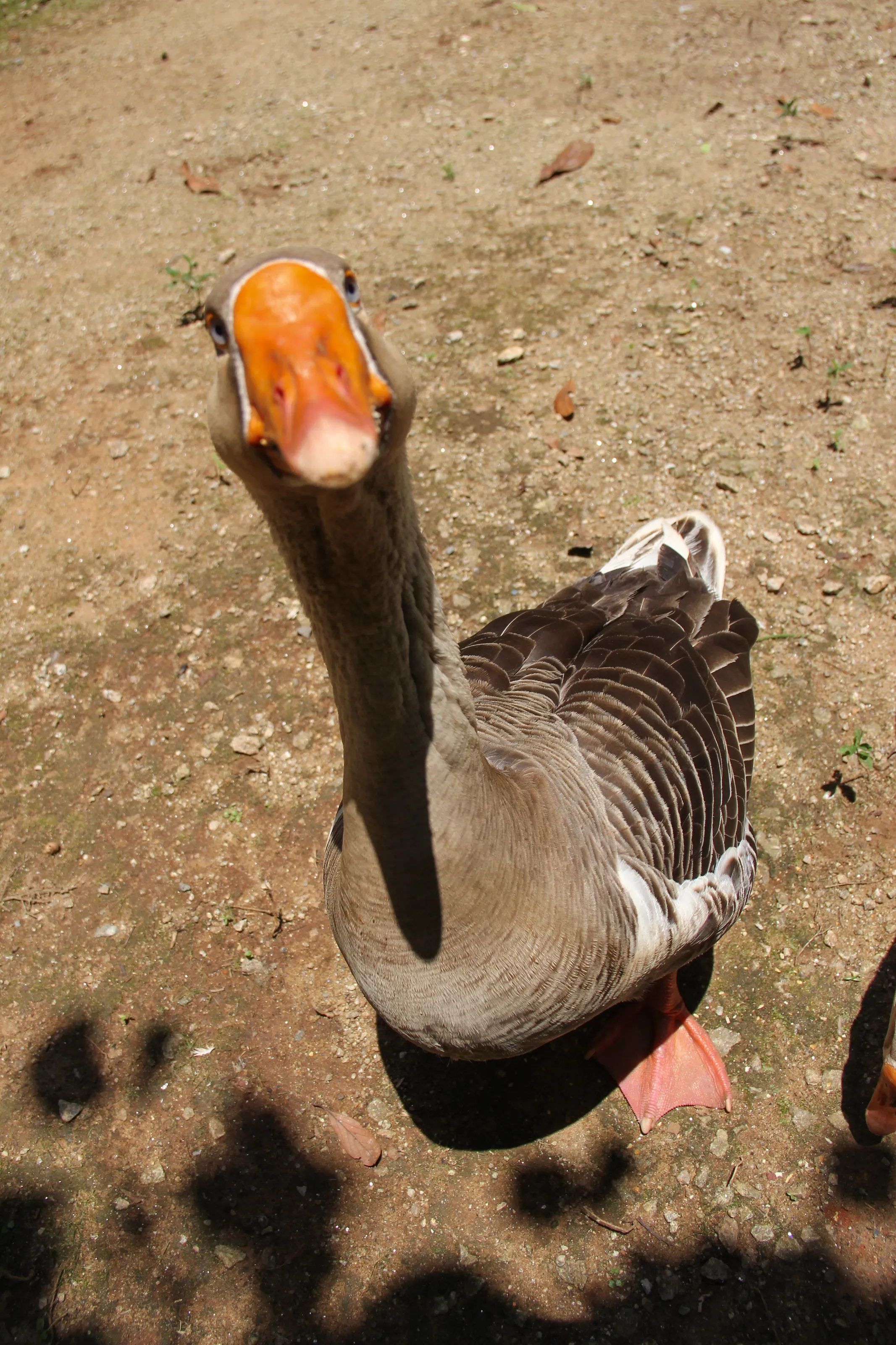 curious goose