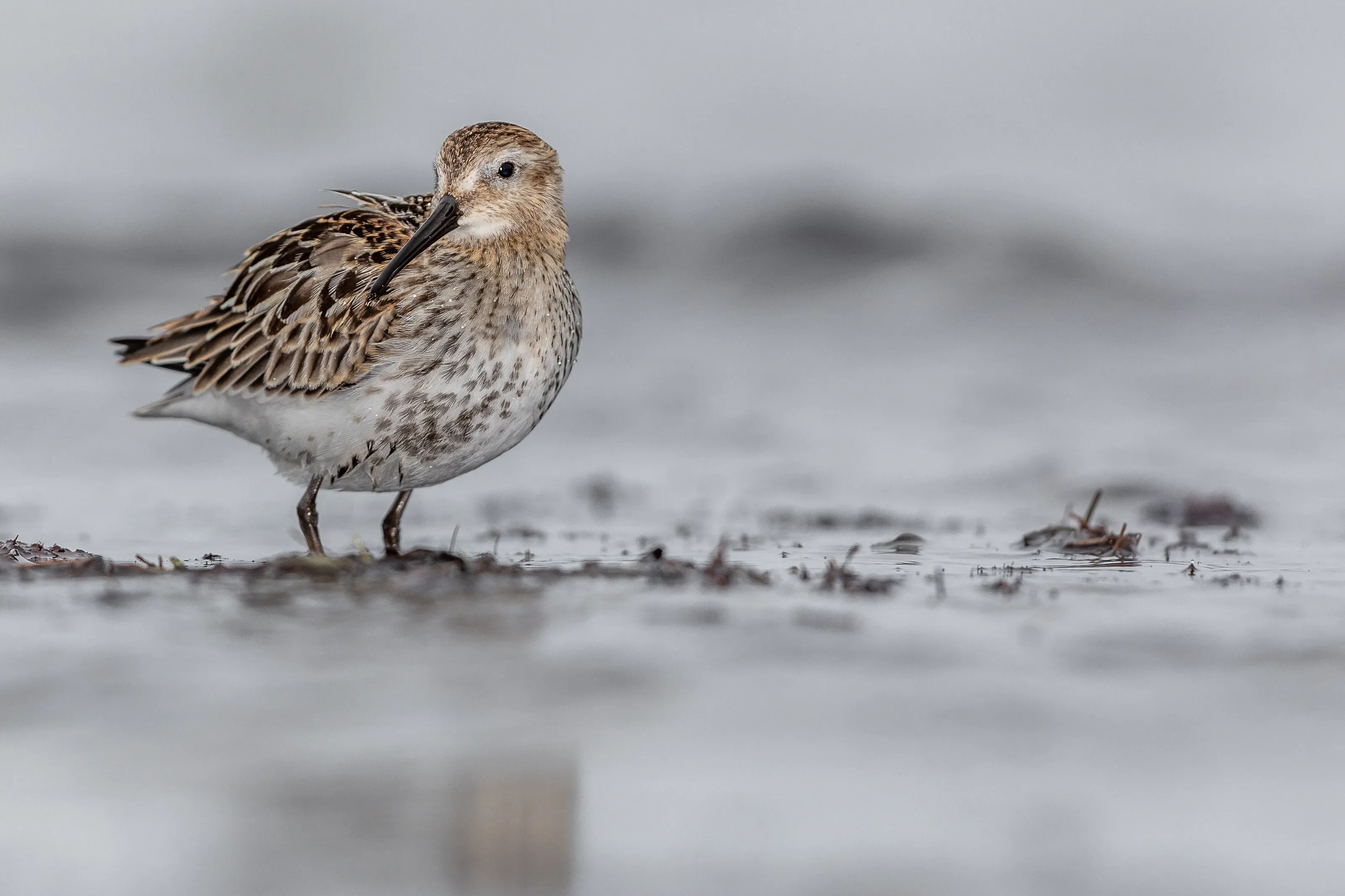 Young Dunlin