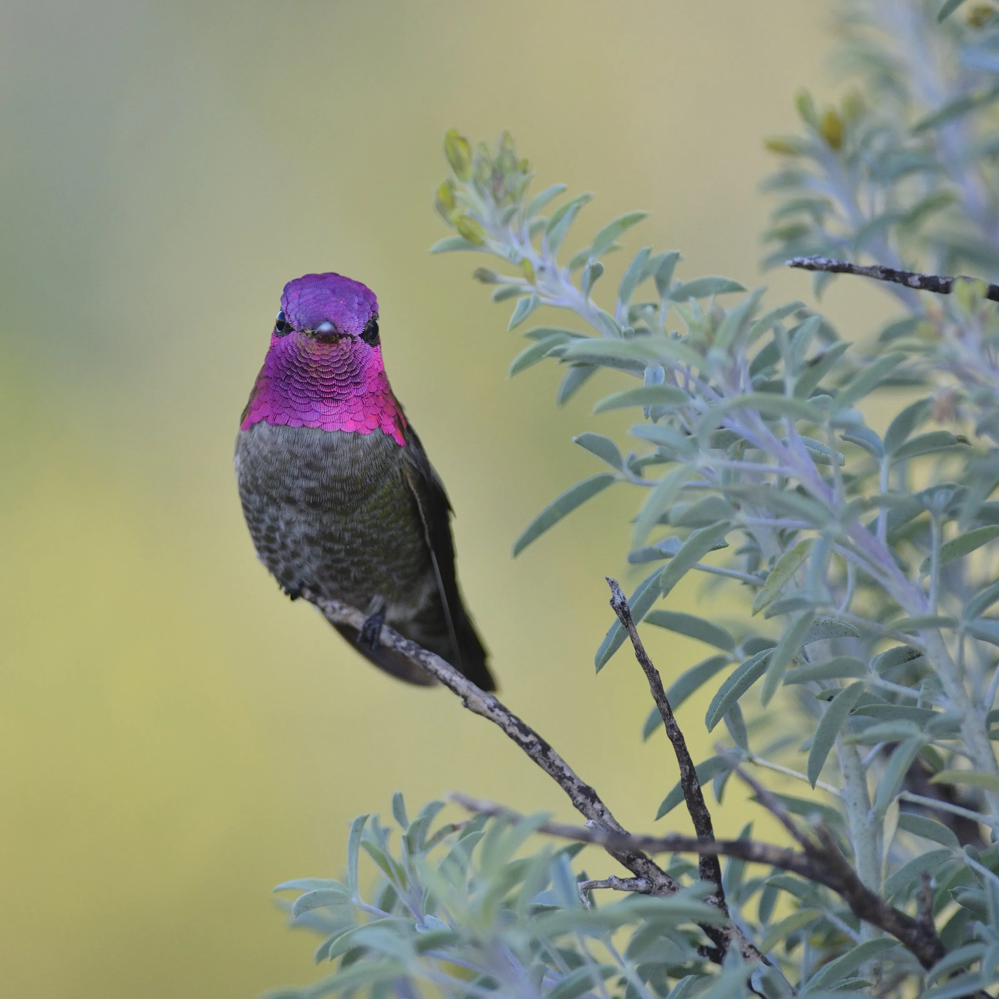 Anna's hummingbird