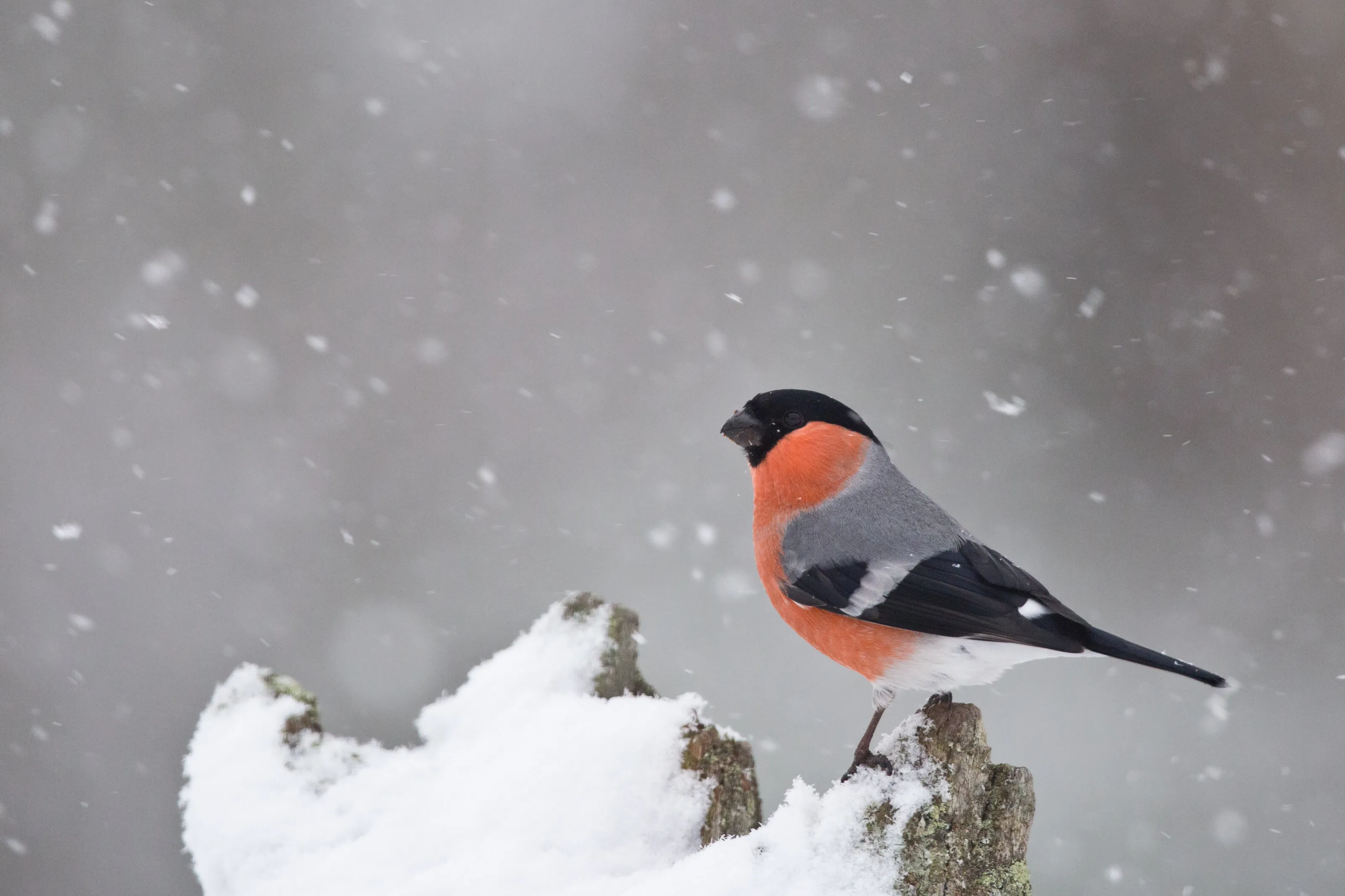 Eurasian bullfinch