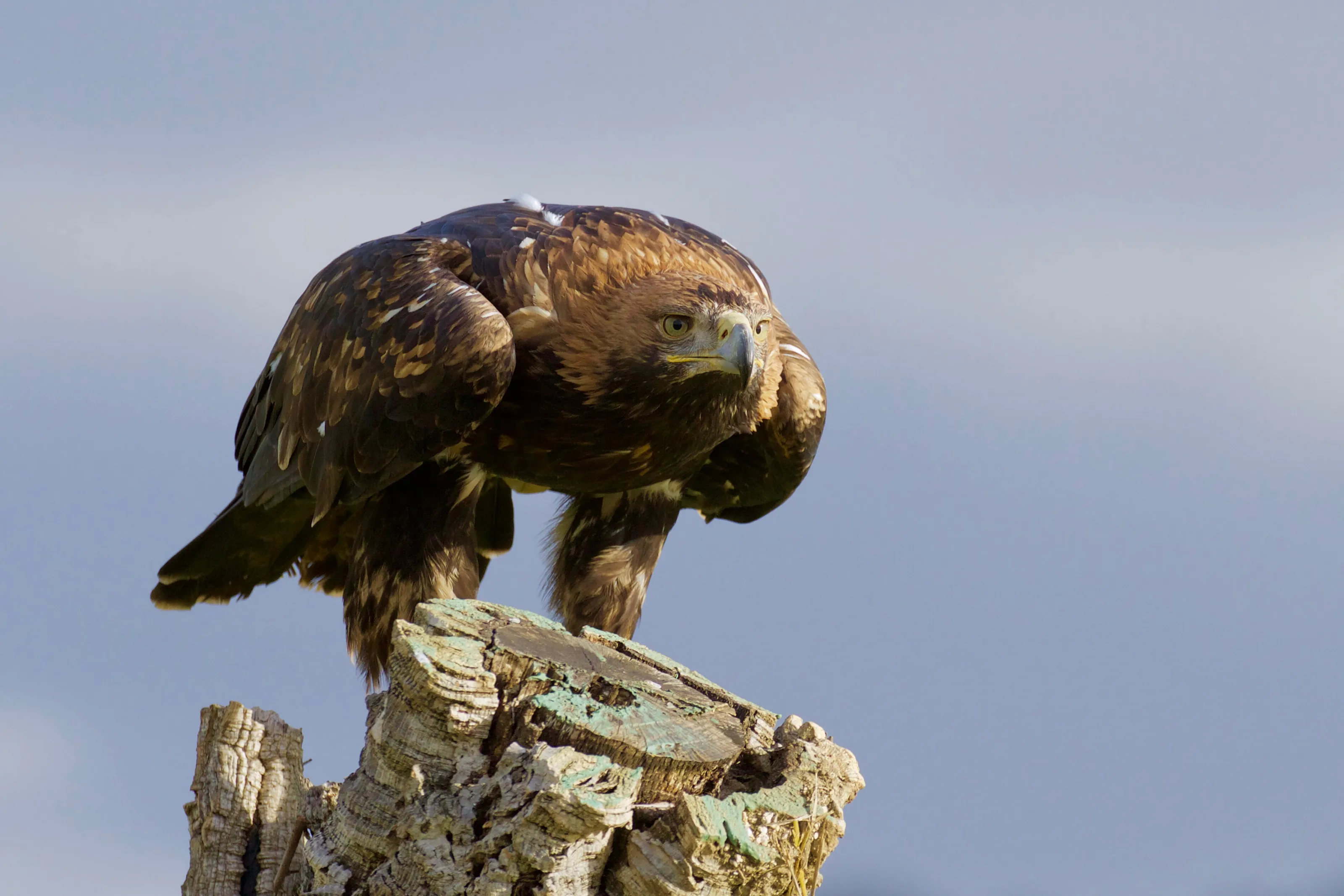 Aquila adalberti- Iberian imperial eagle