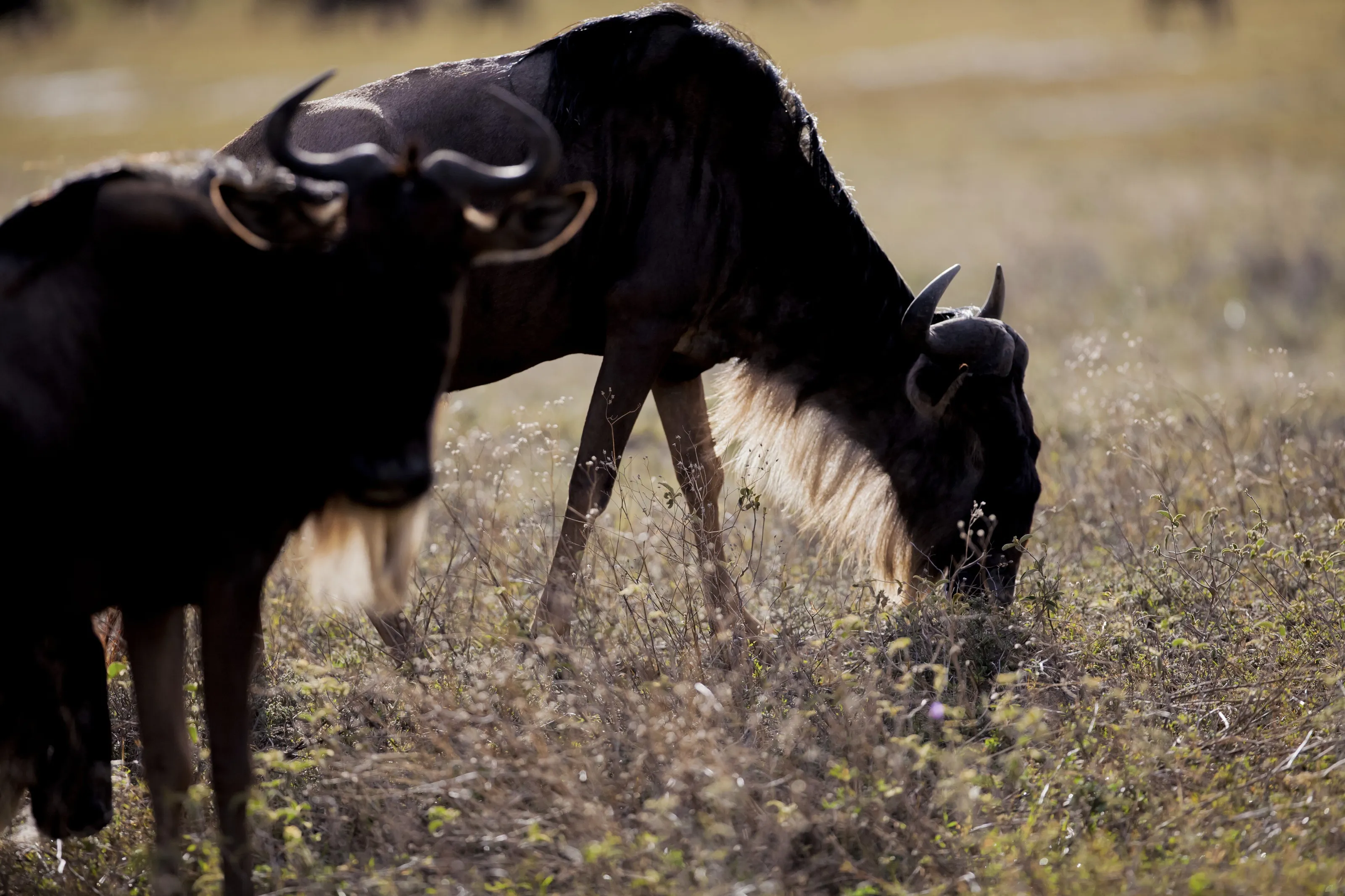 Wildebeest grazing in the Serengeti National Park