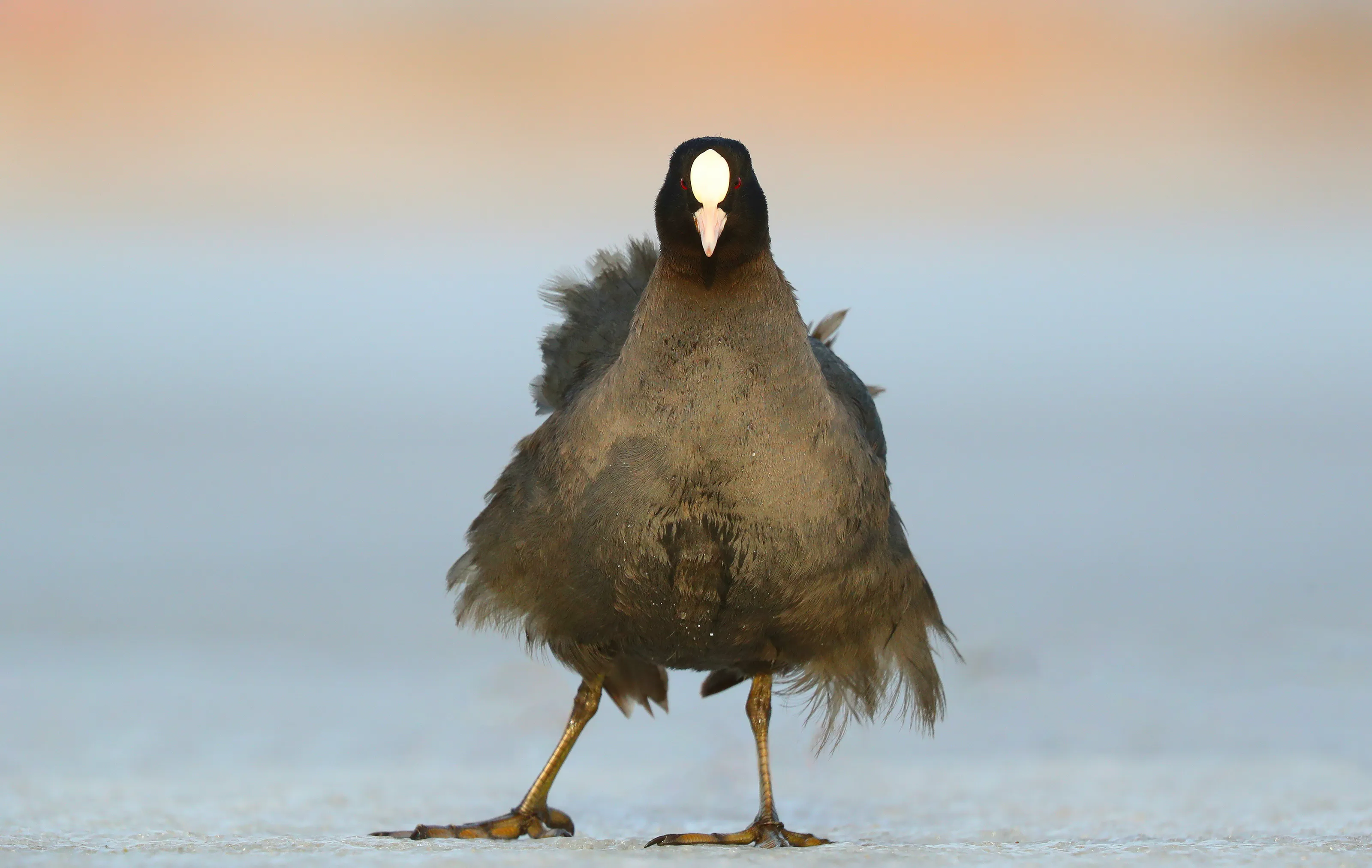 Fulica atra