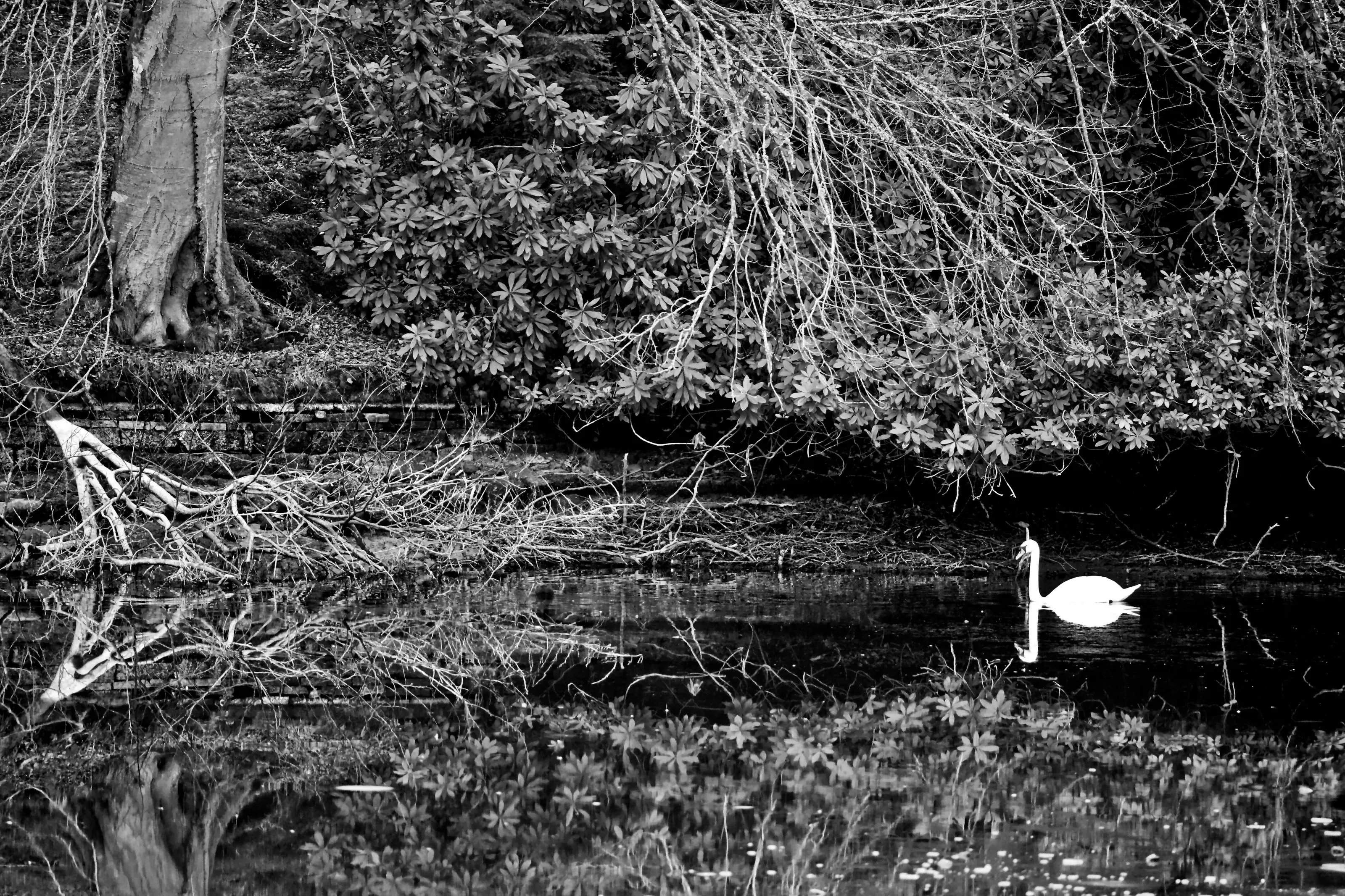 The Garden Swan