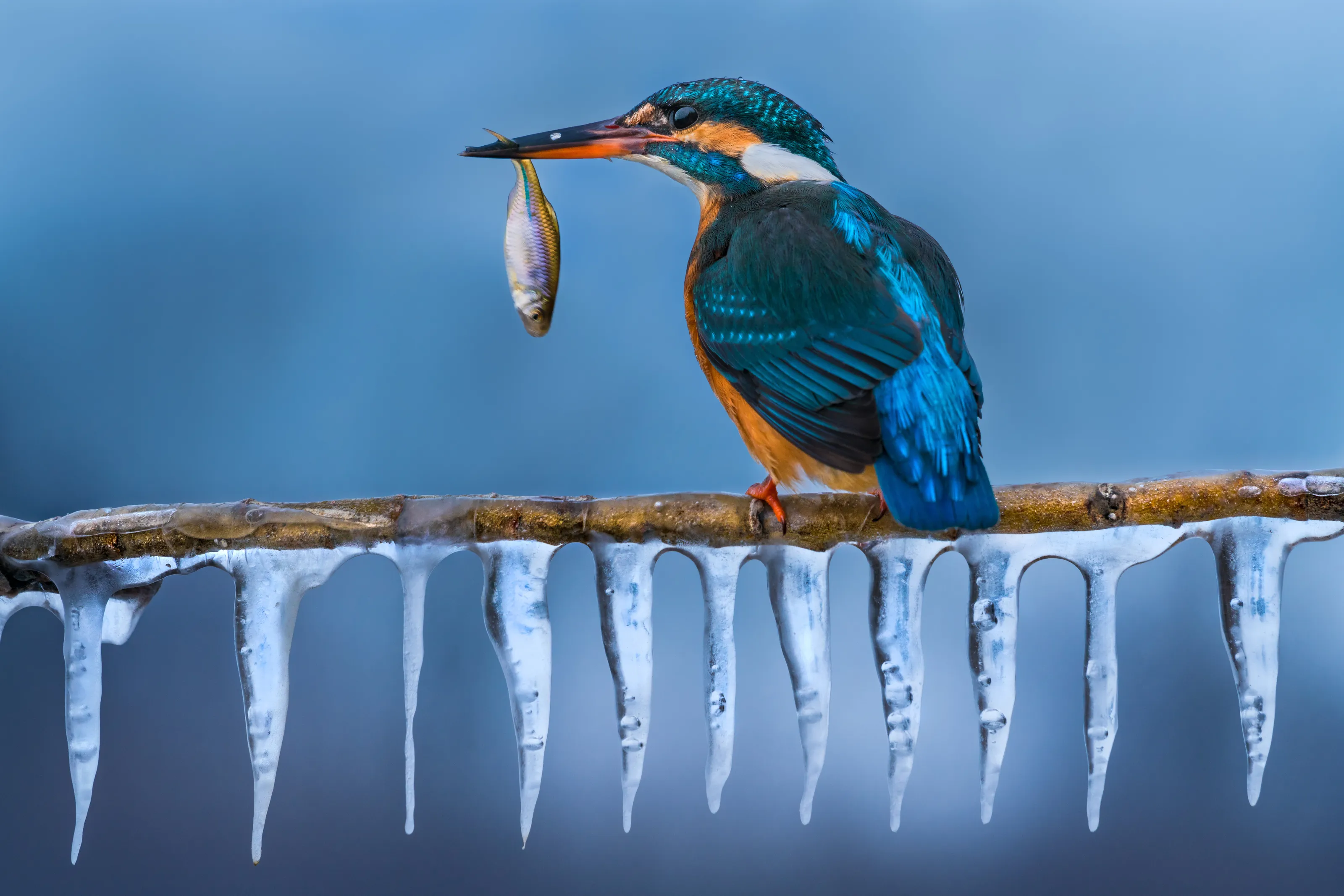 Ice spikes