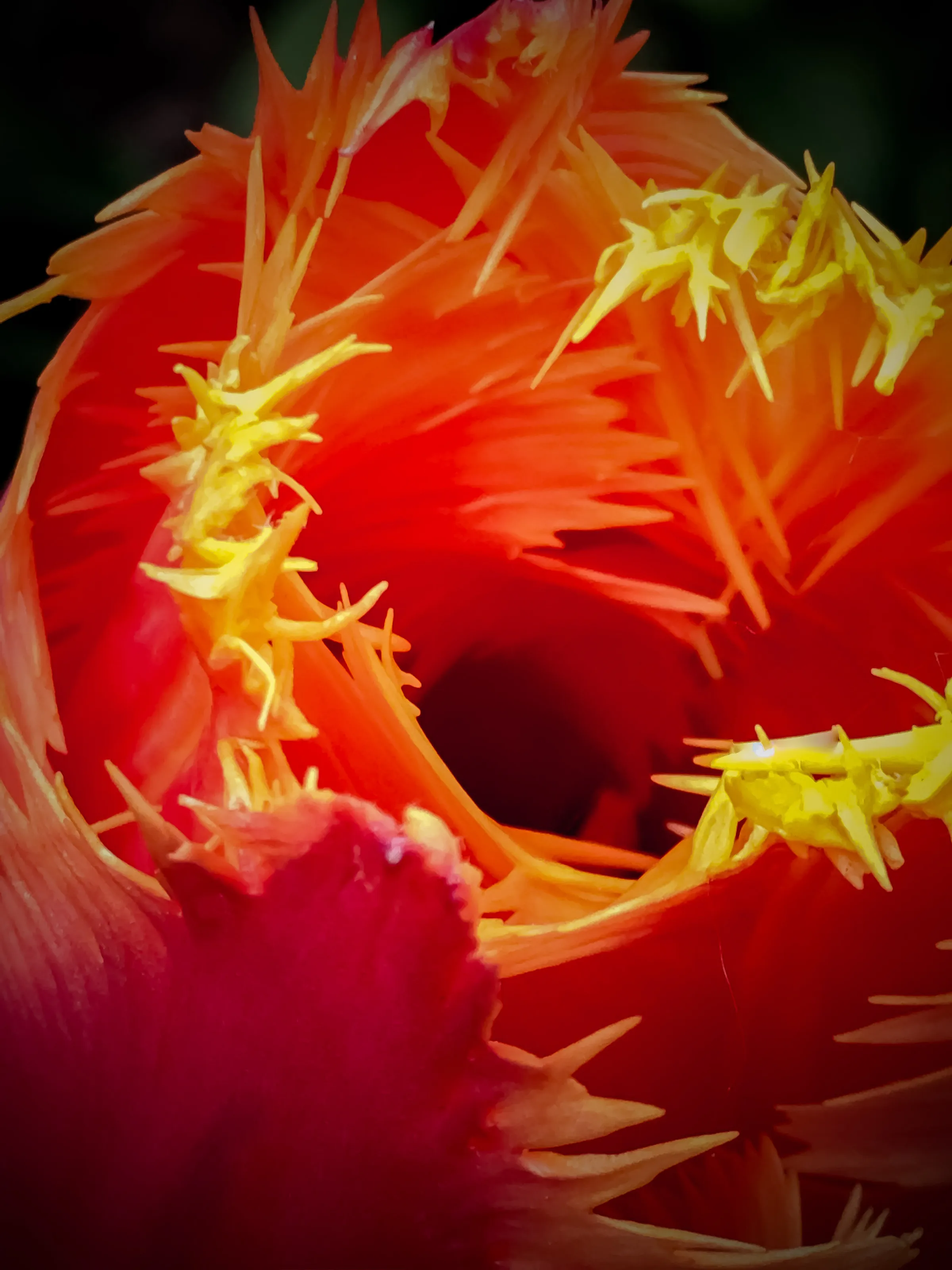 Tulip season