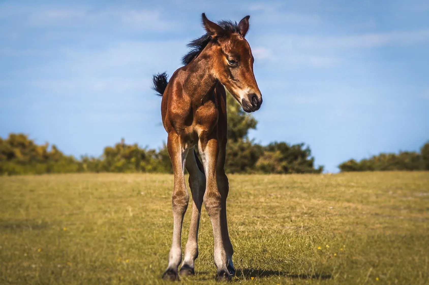 Horsie