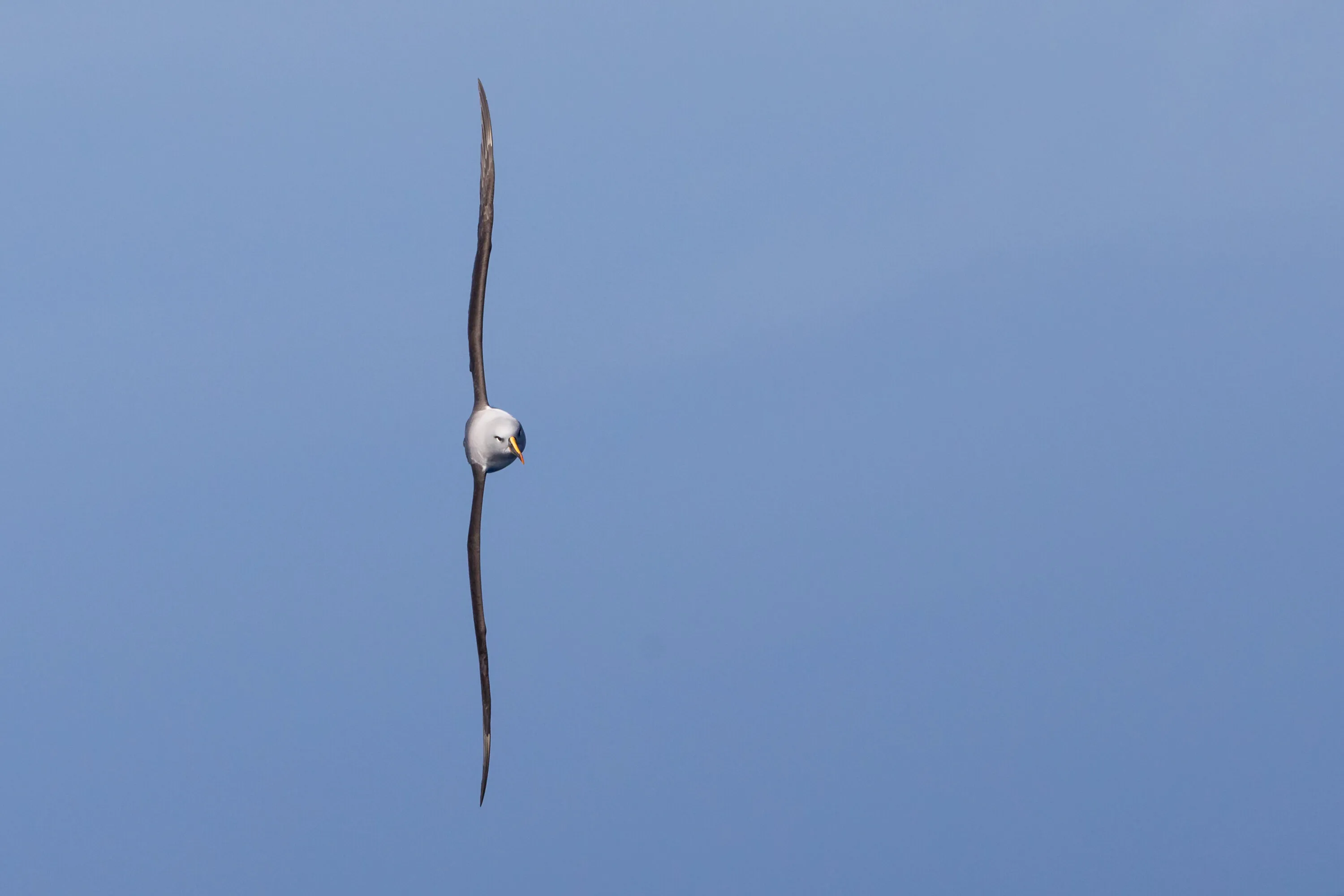 Grey Headed Albatross
