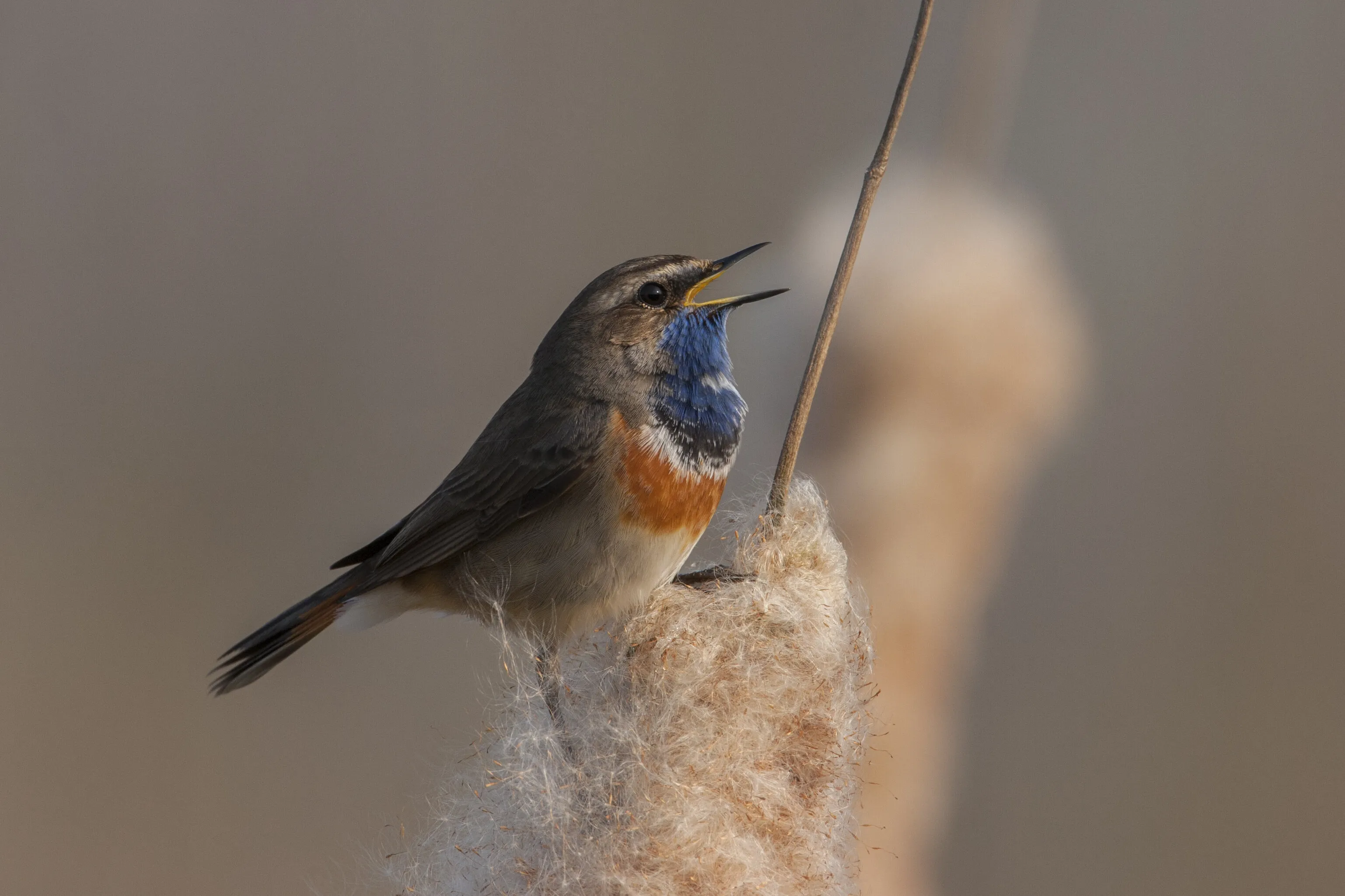 Bluethroat