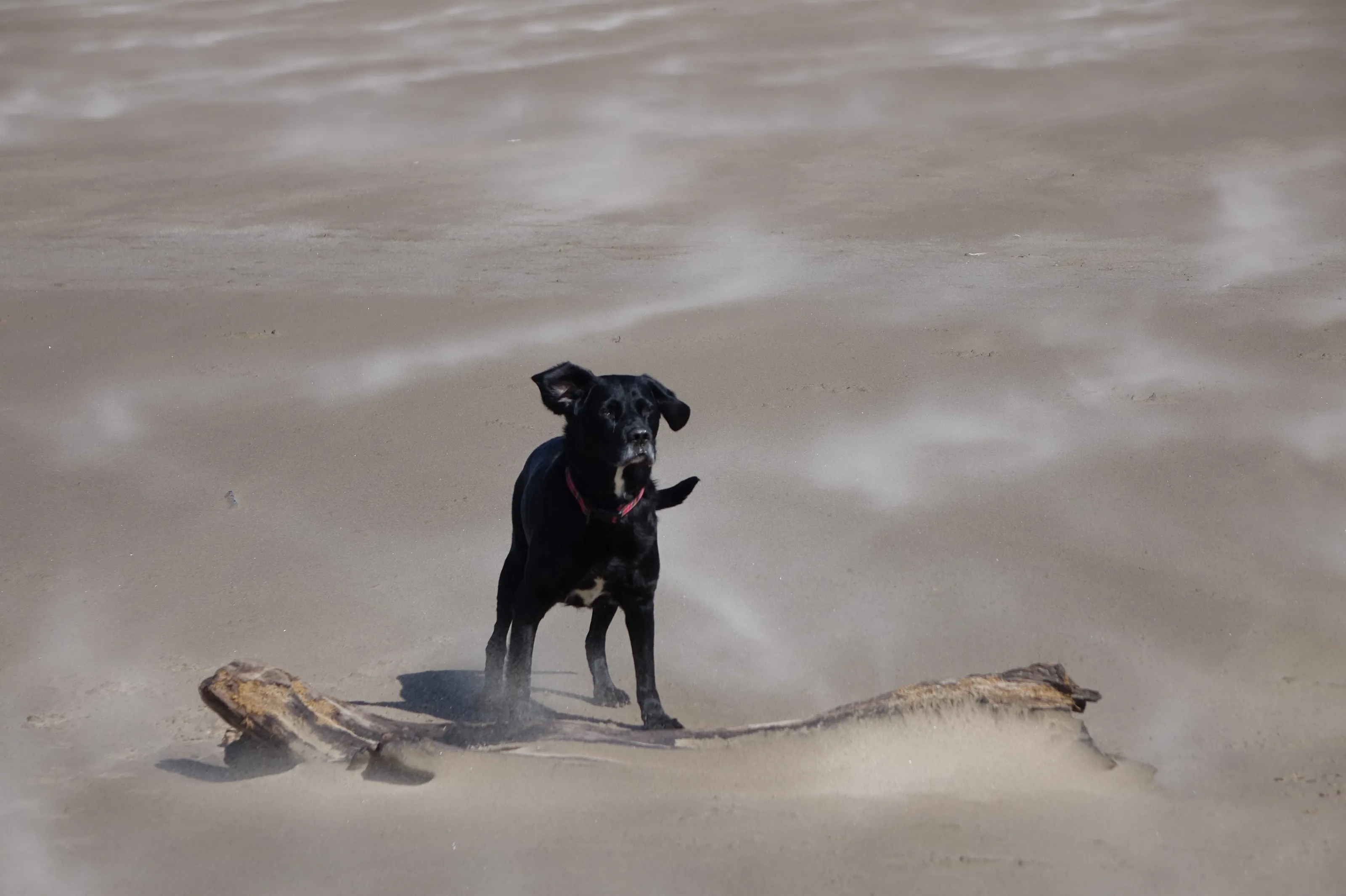 Windswept