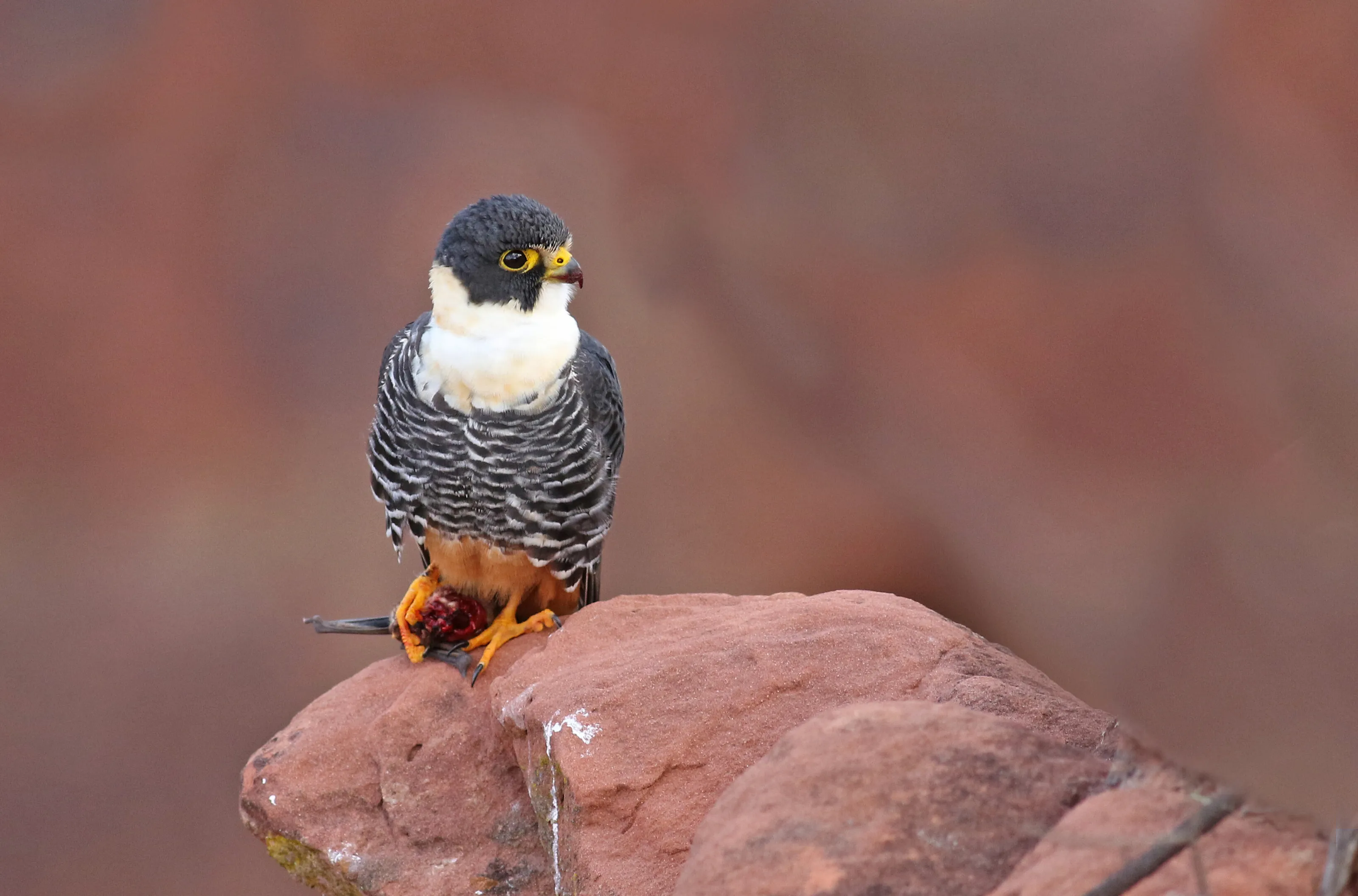Bat Falcon with bat