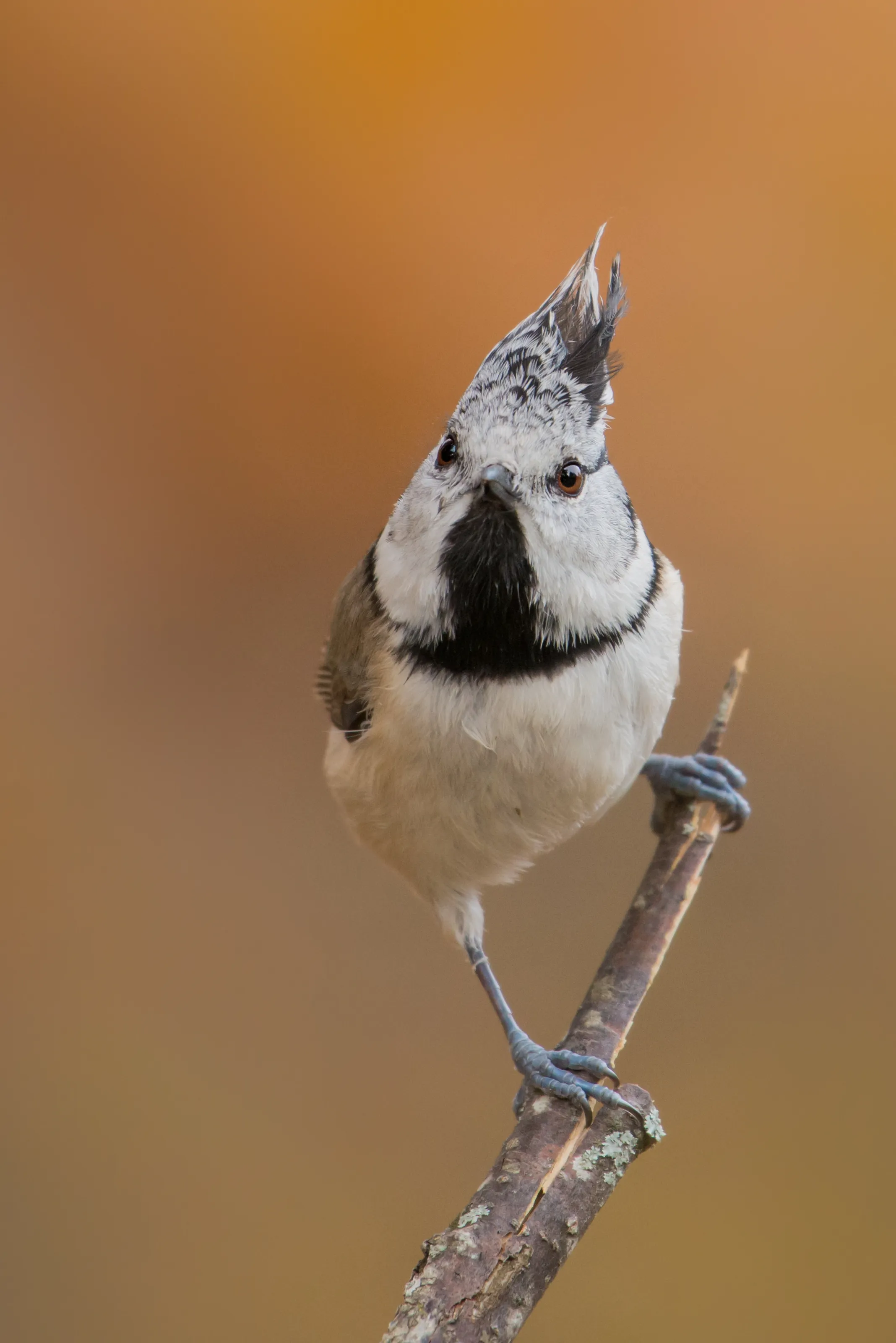 Lophophanes cristatus