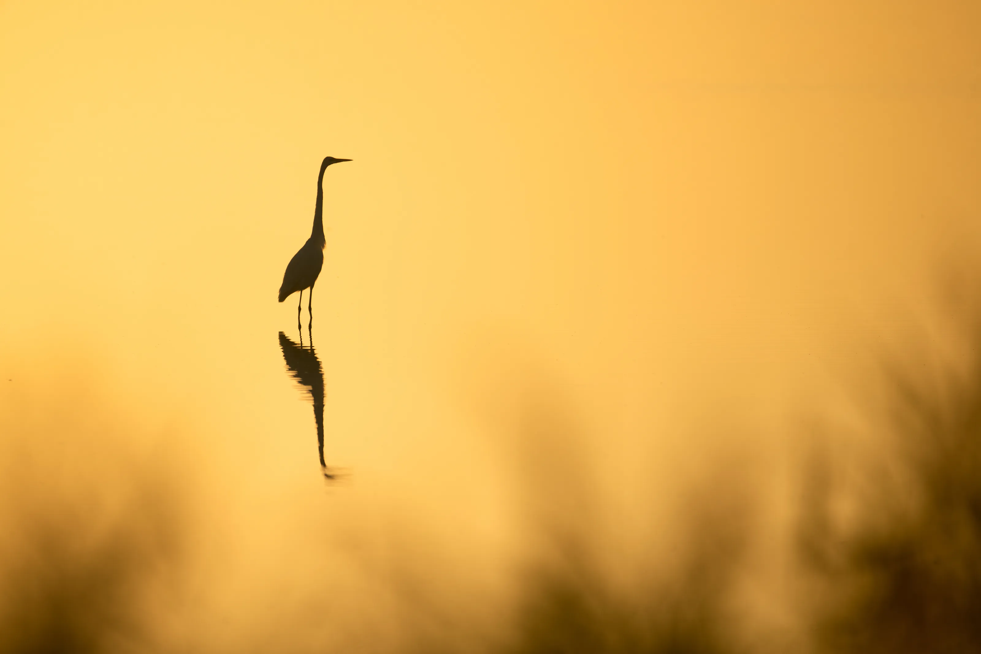 Great Egret