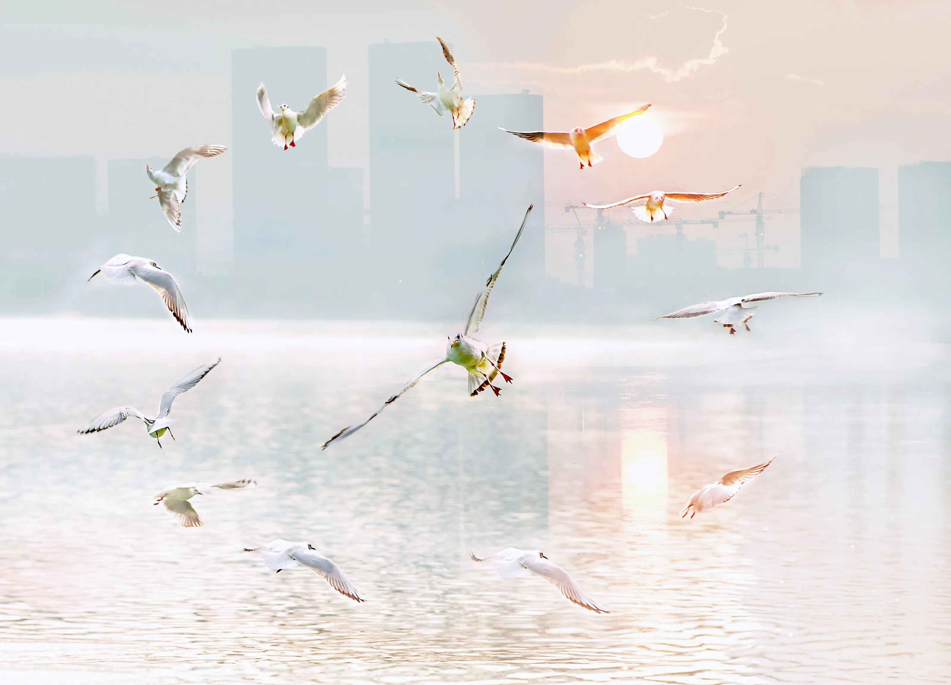 Gulls