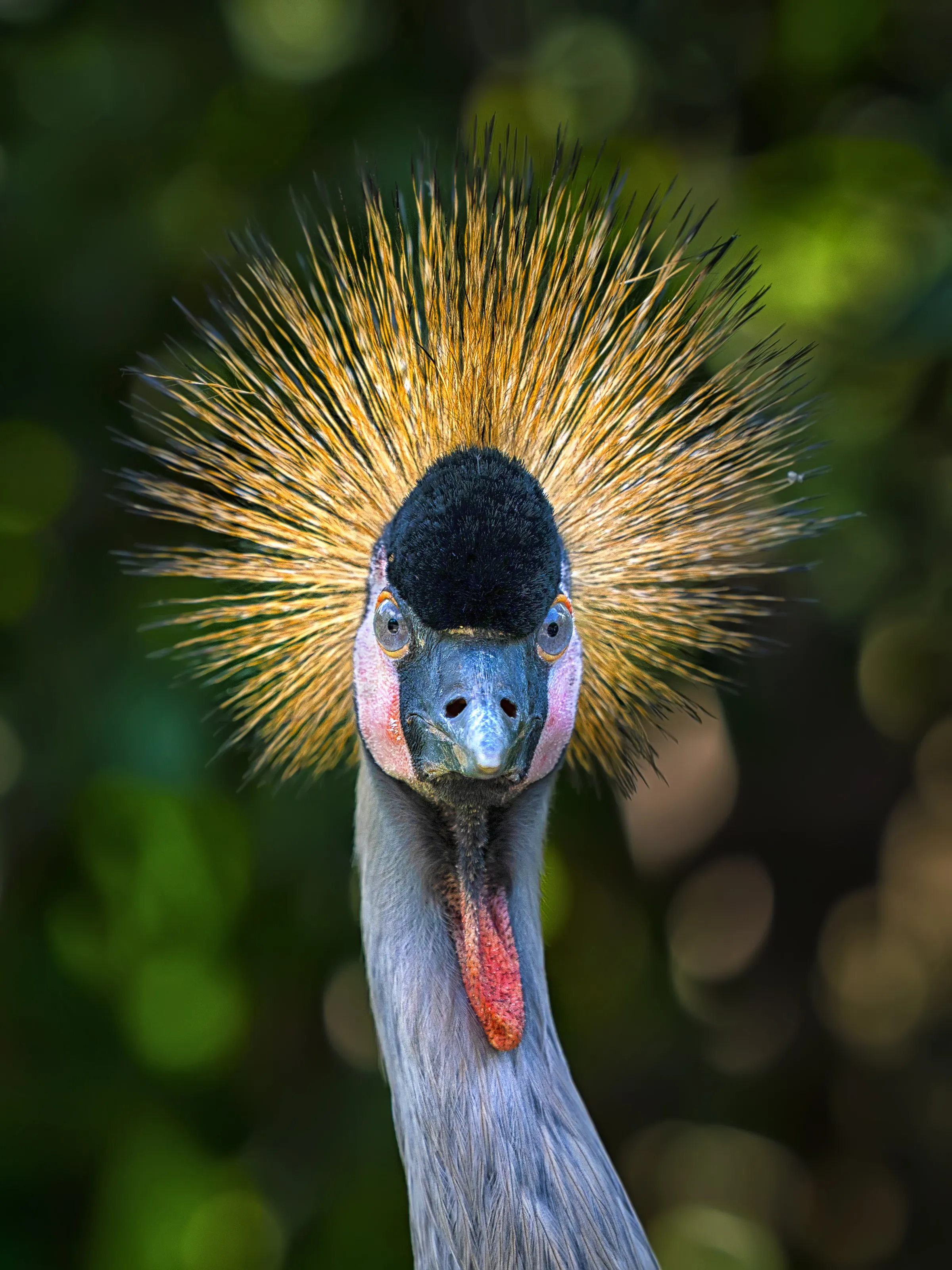Grey Crowned Crane