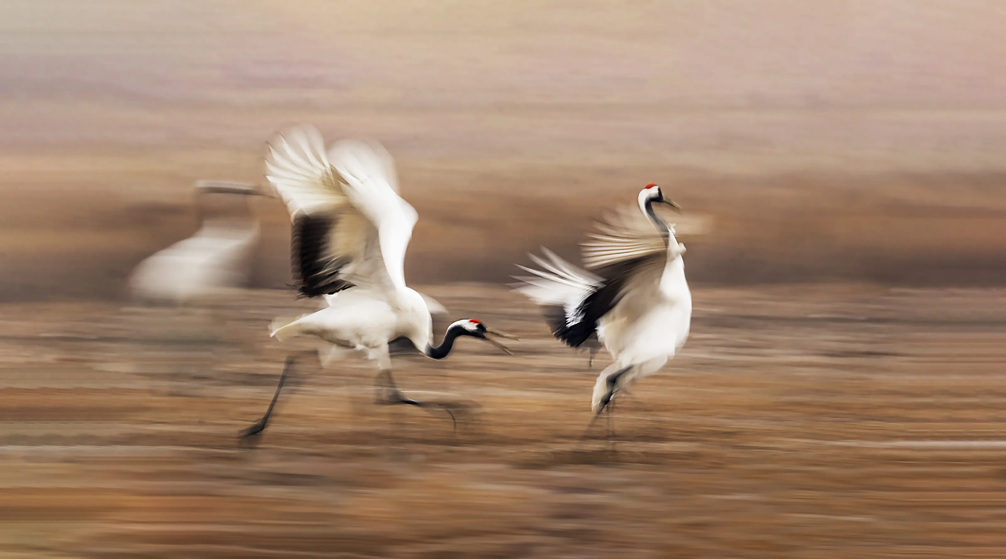 Chase the wind