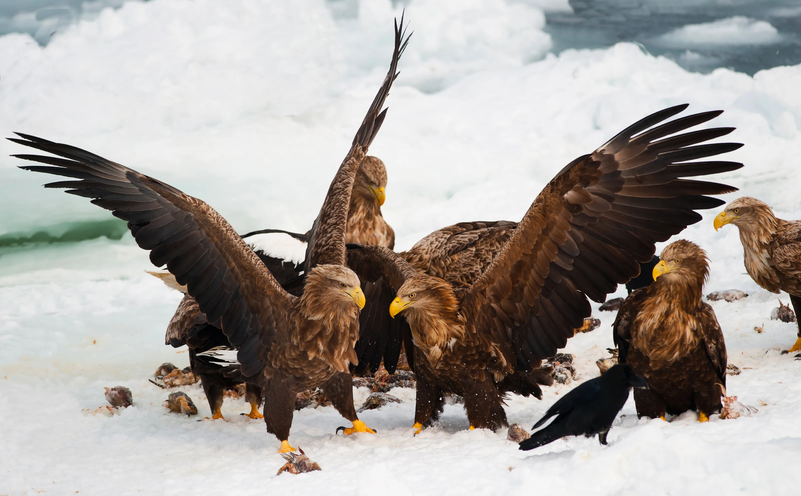 Party of White-tailed Eagles