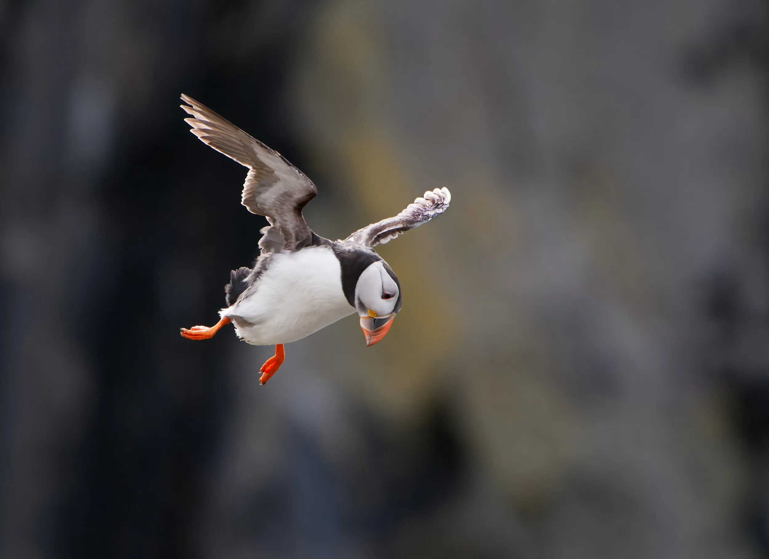 Puffin Ballet.