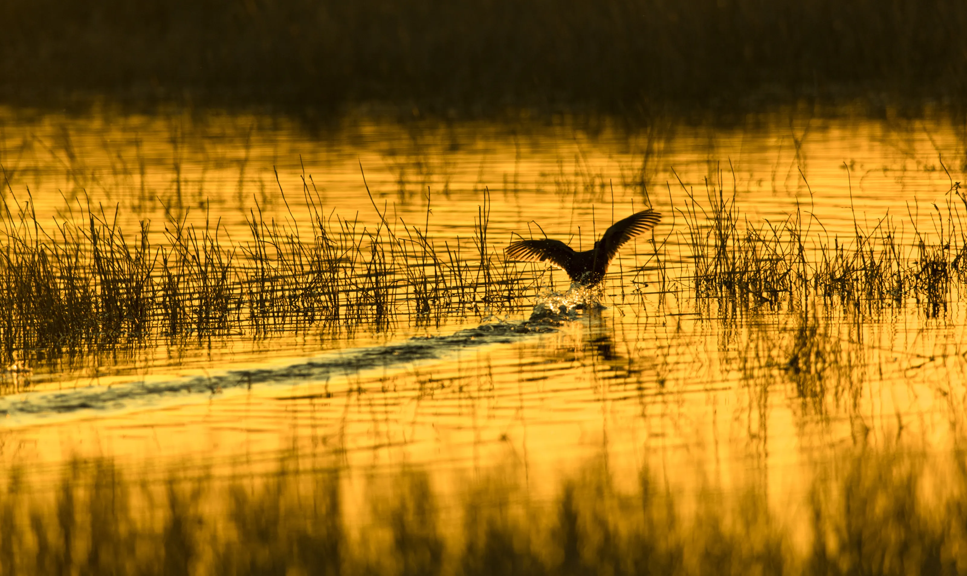 Golden Canal