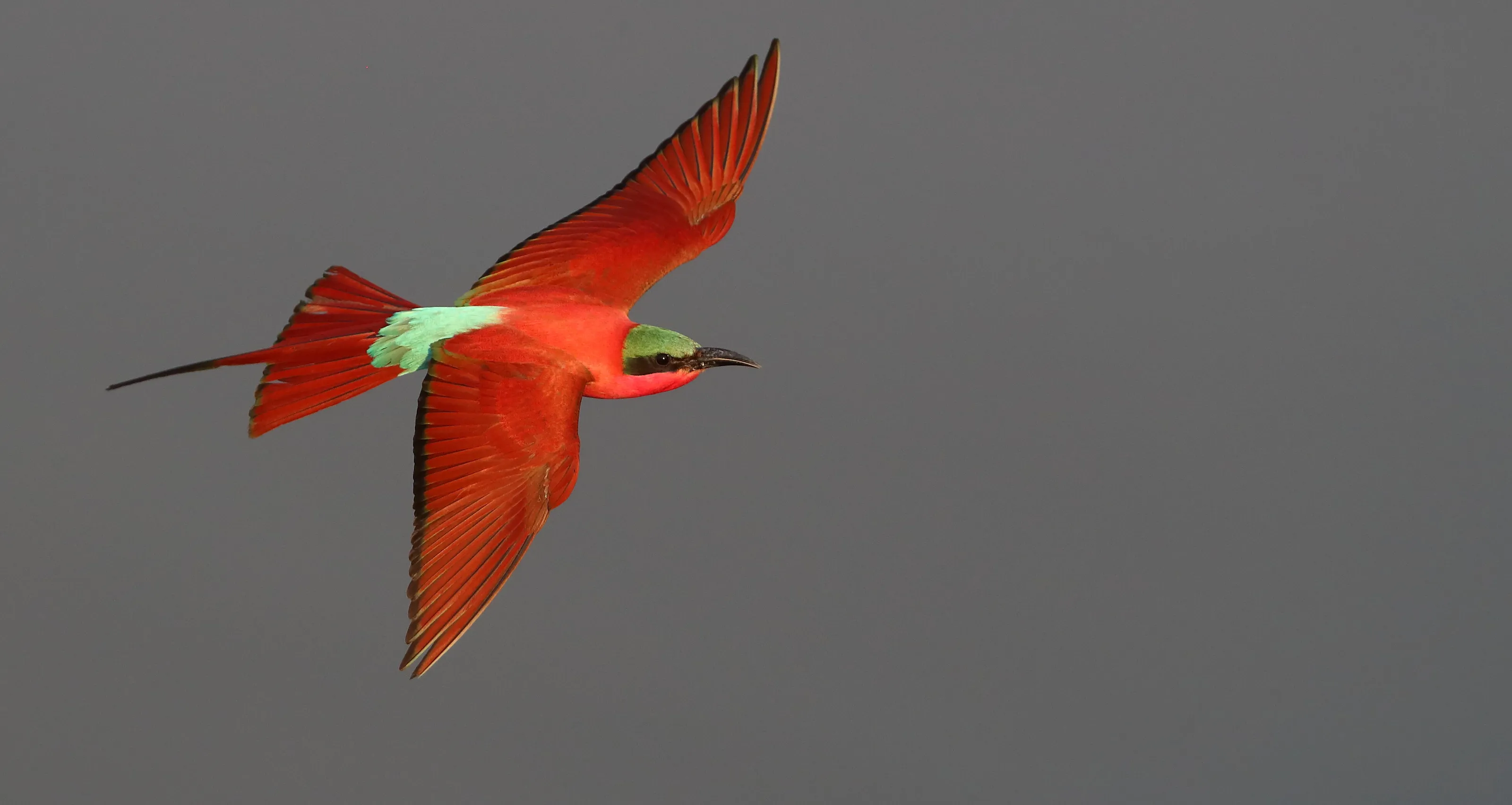 Southern Carmine Bee-eater