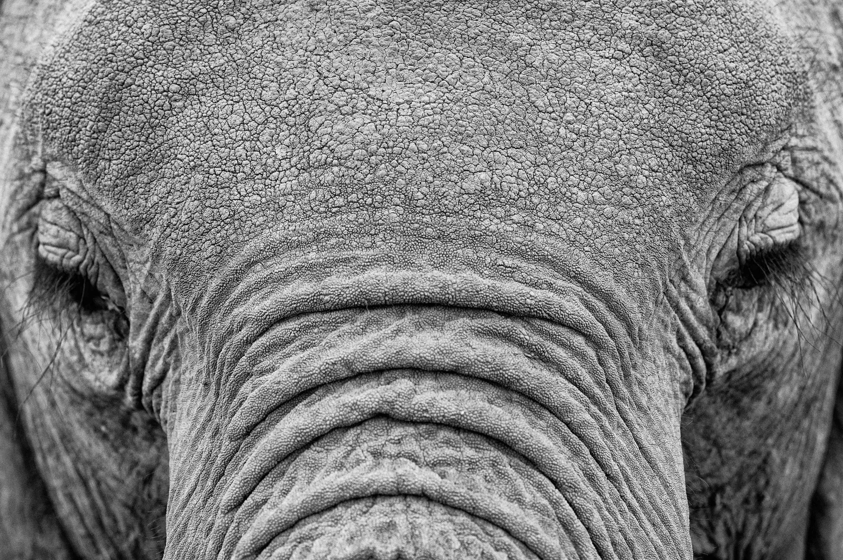 African Elephant