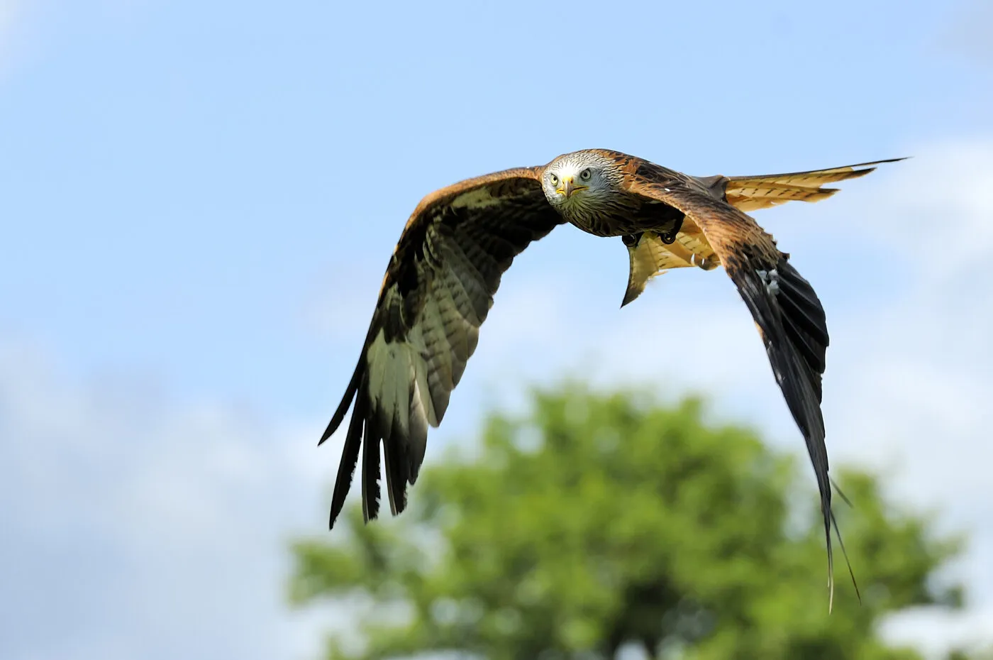 Red Kite