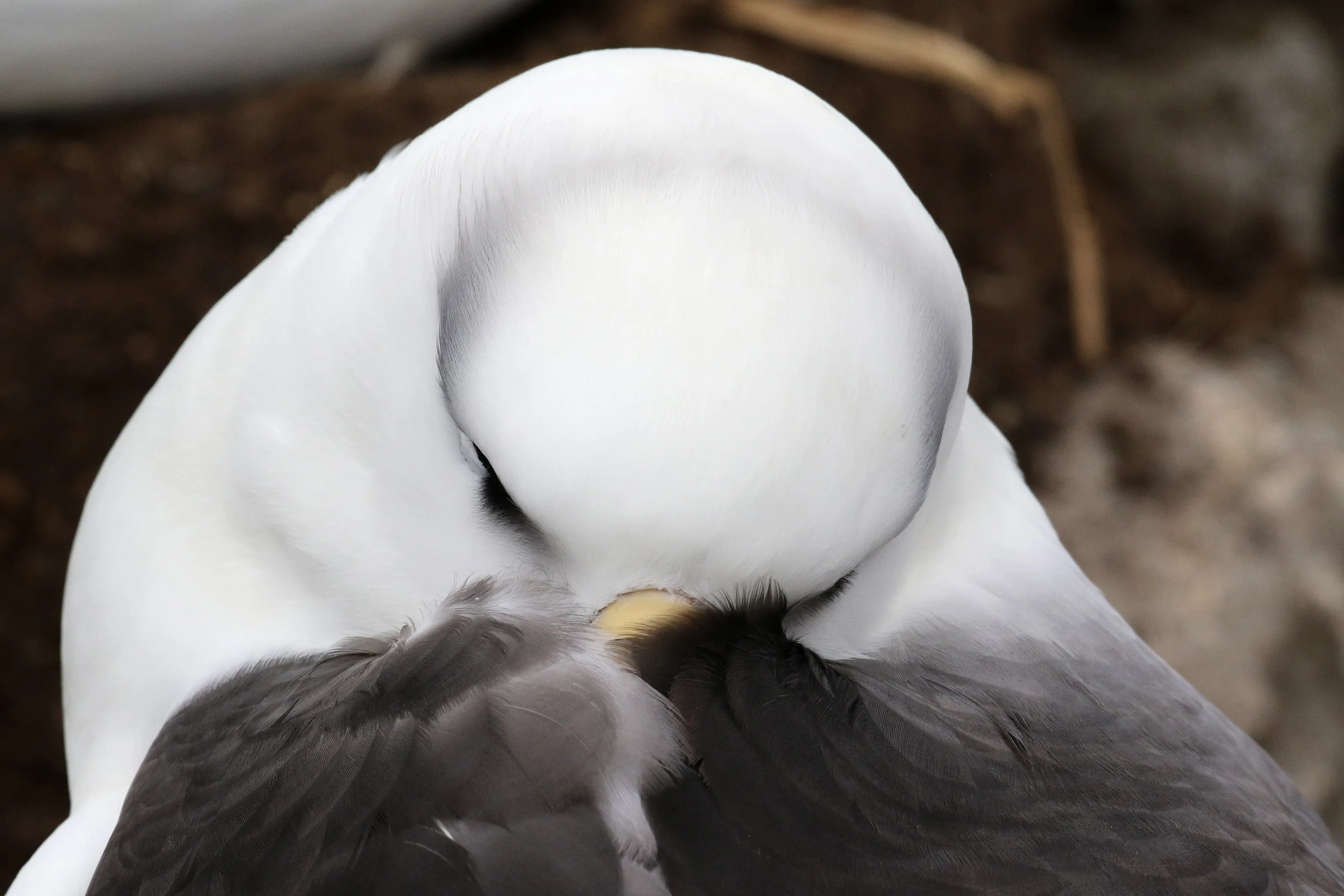 Resting Albatross