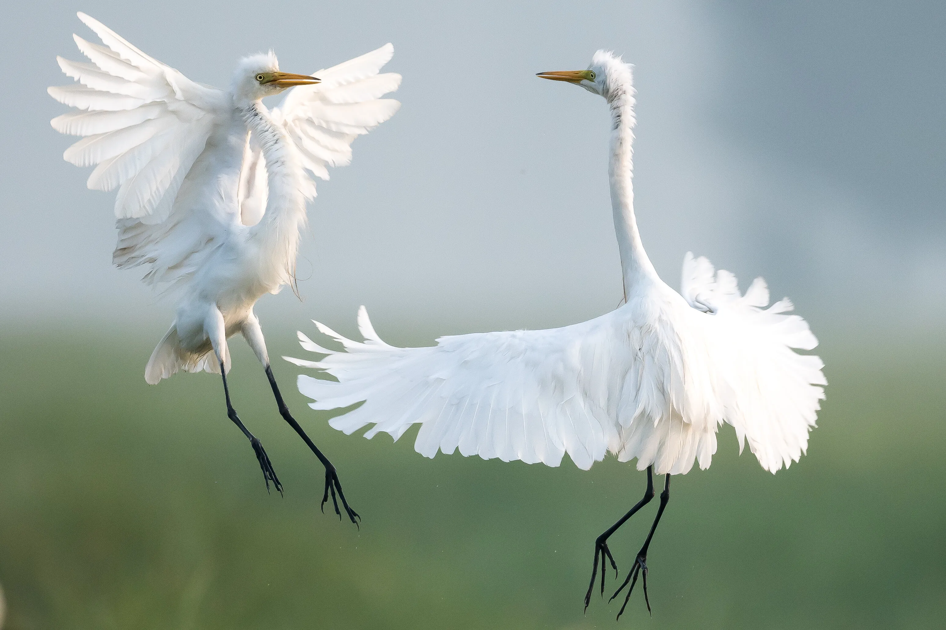 territorial dispute