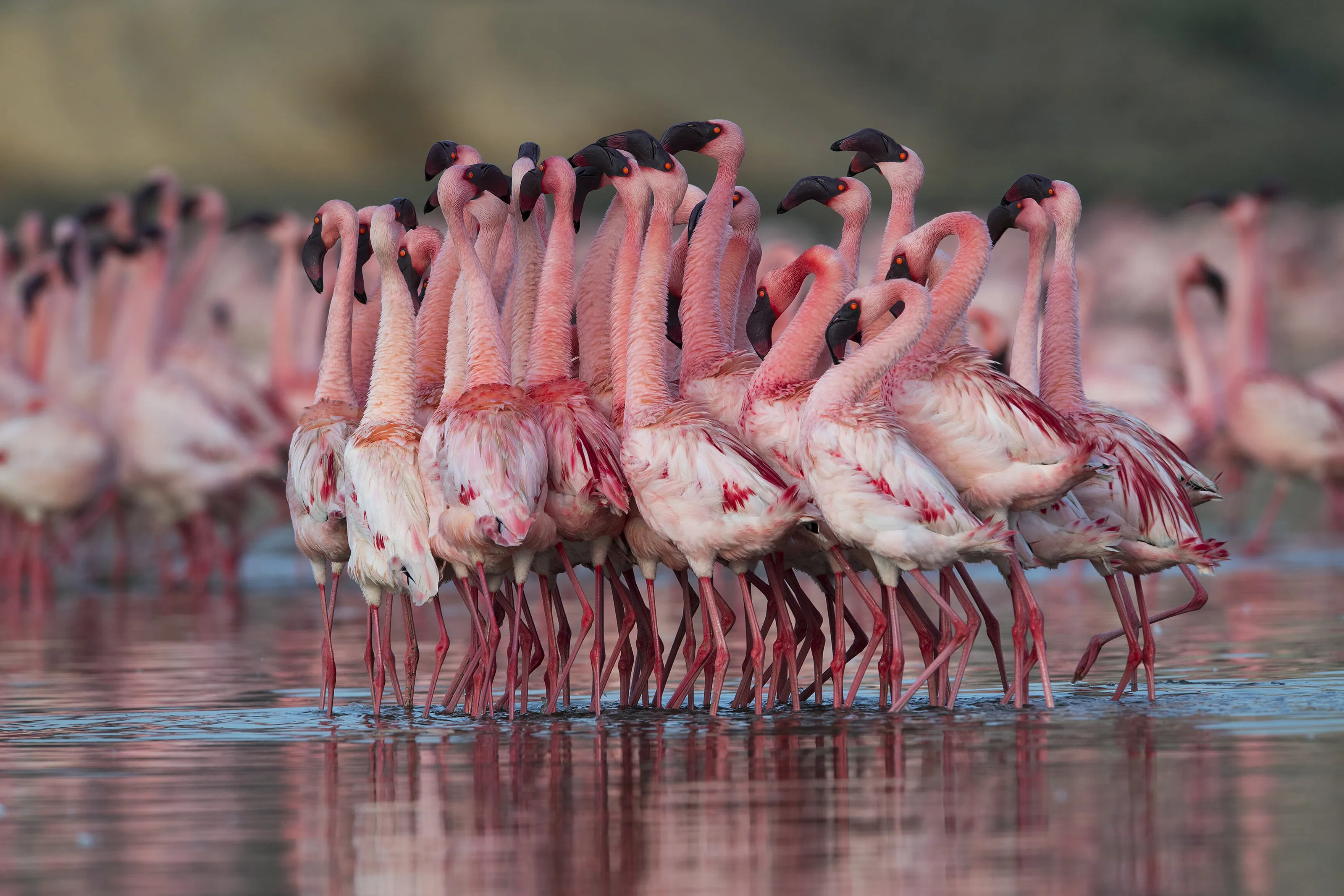 Flamingo courtship dance