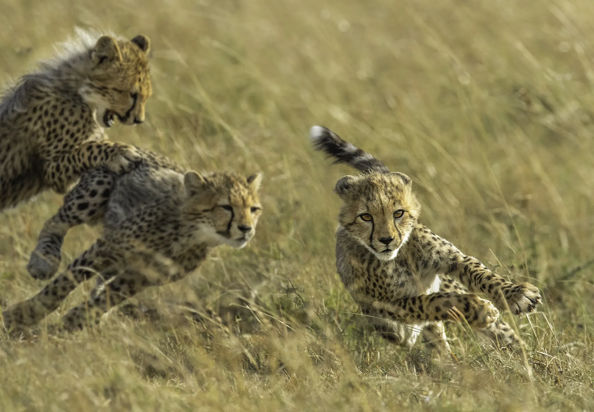 Becoming a cheetah