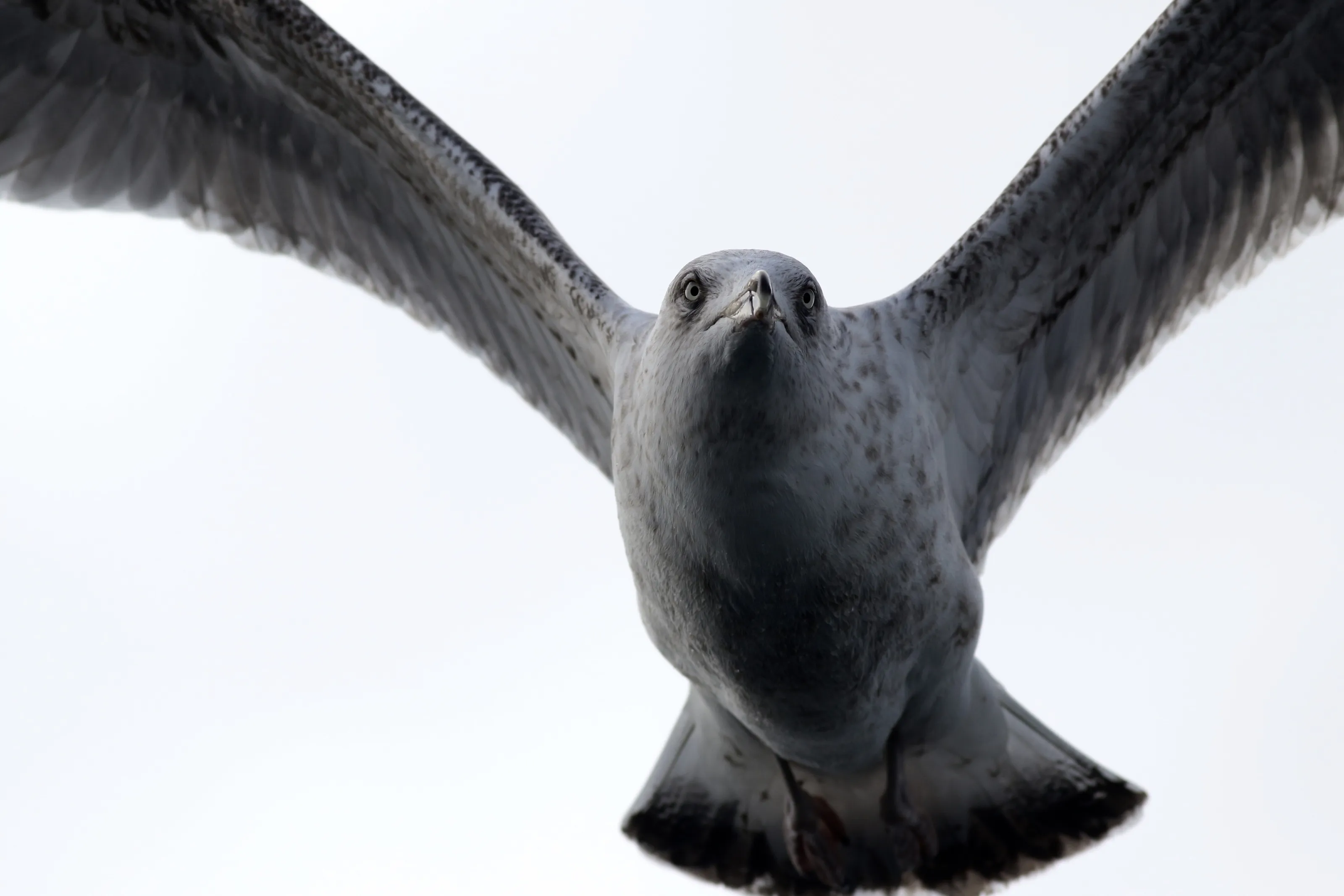 Glaring Gull
