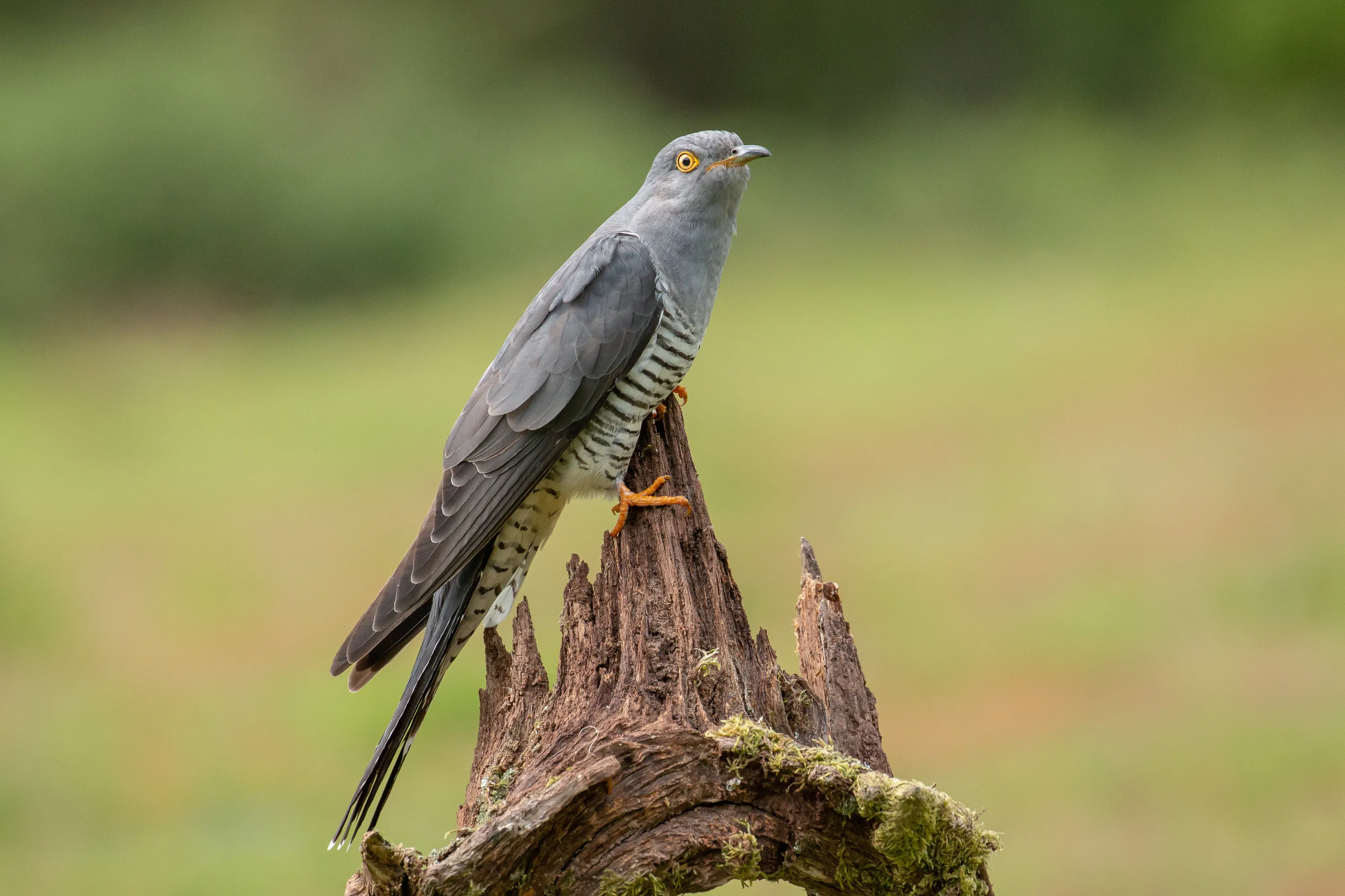 Colin the Cuckoo poses