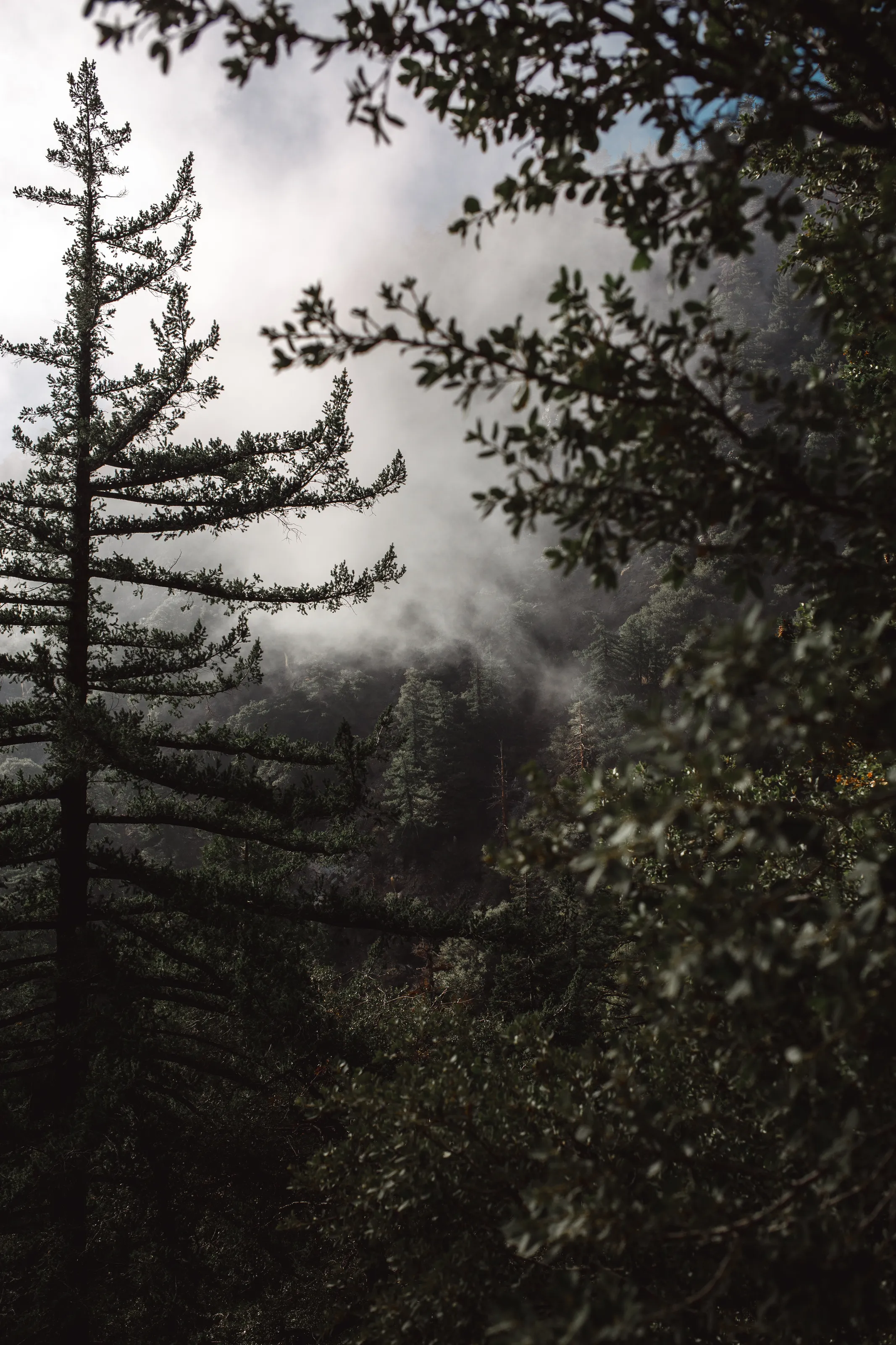 Peeking Tree