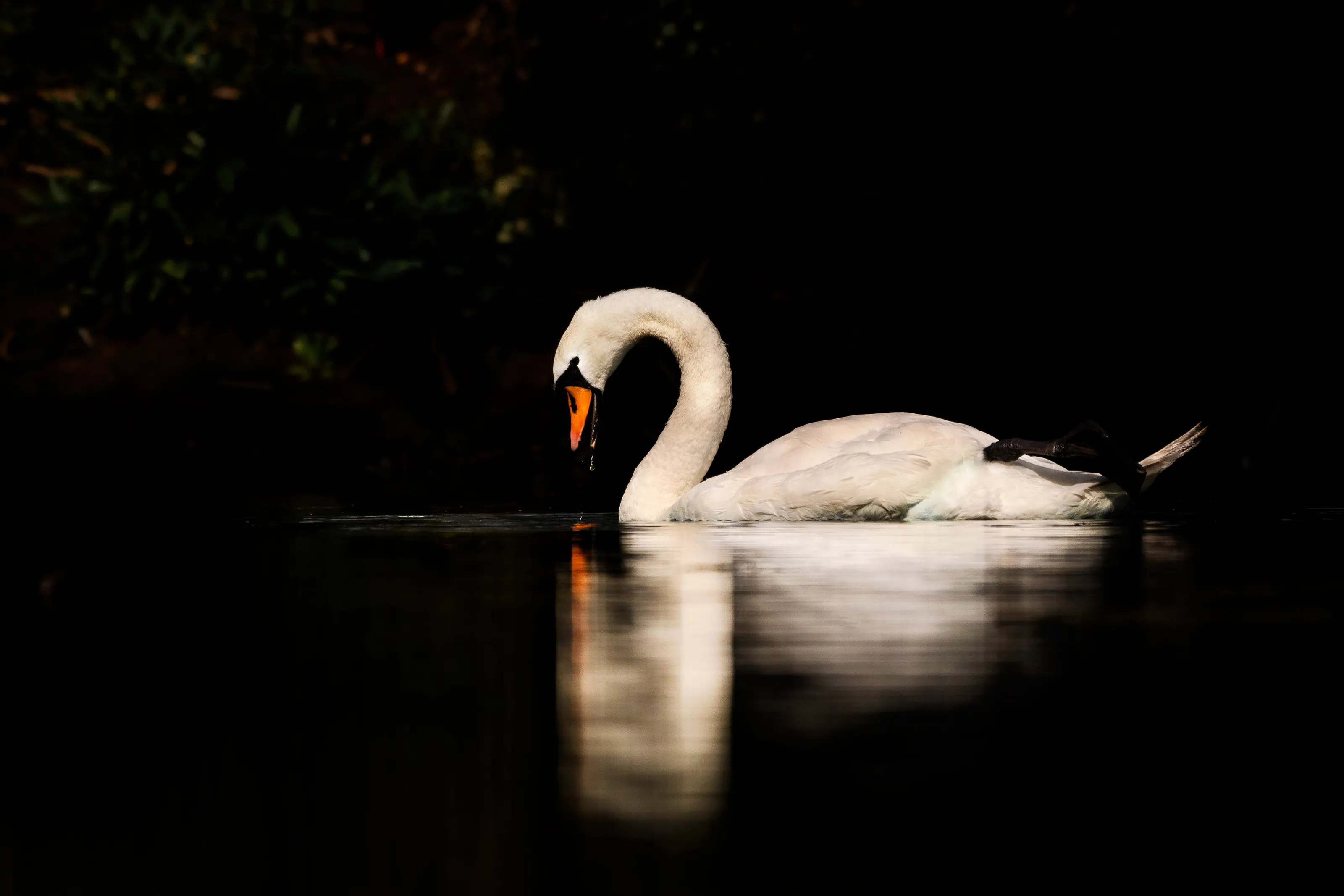 Spotlight of a Mute Swan