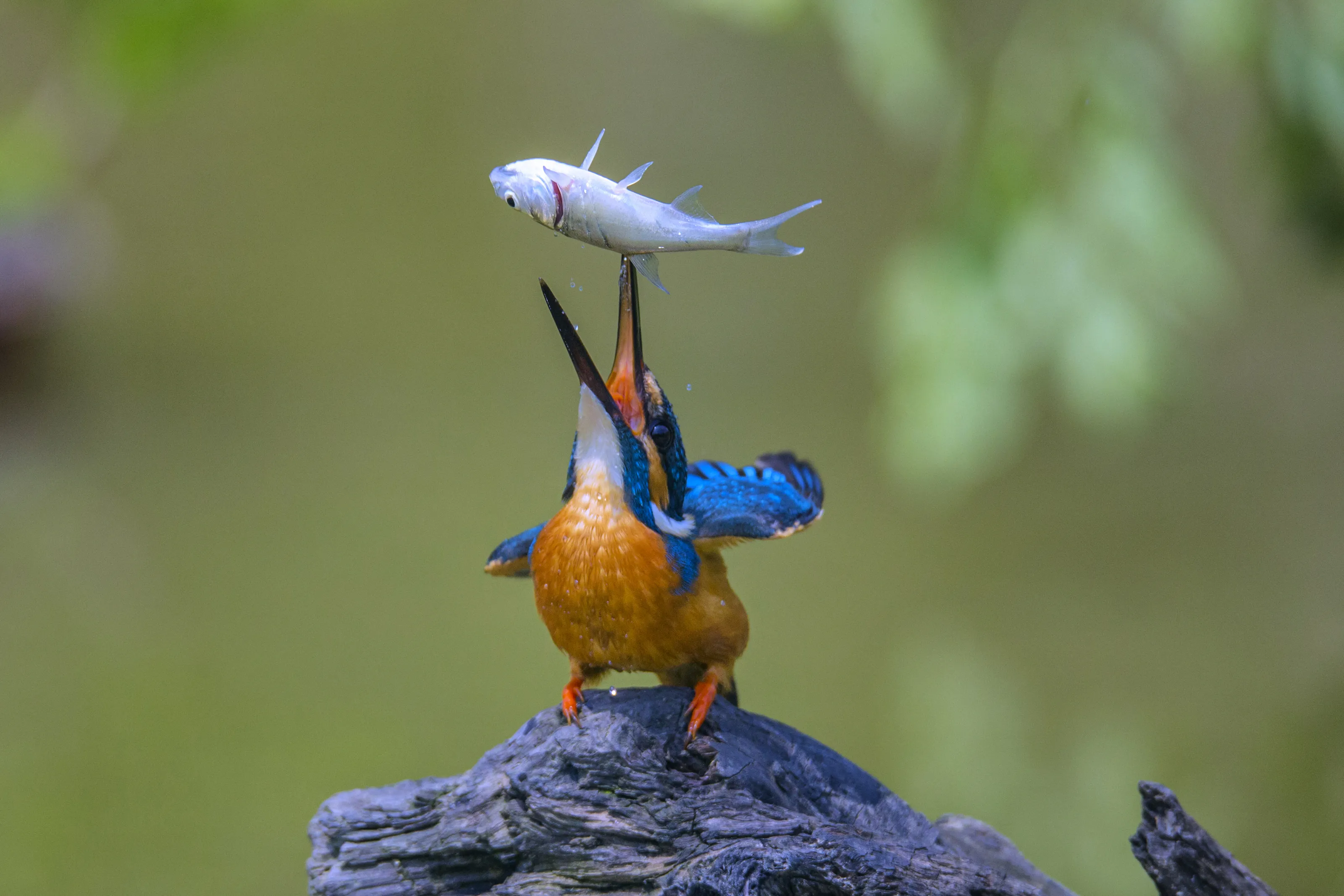 playing with the fish