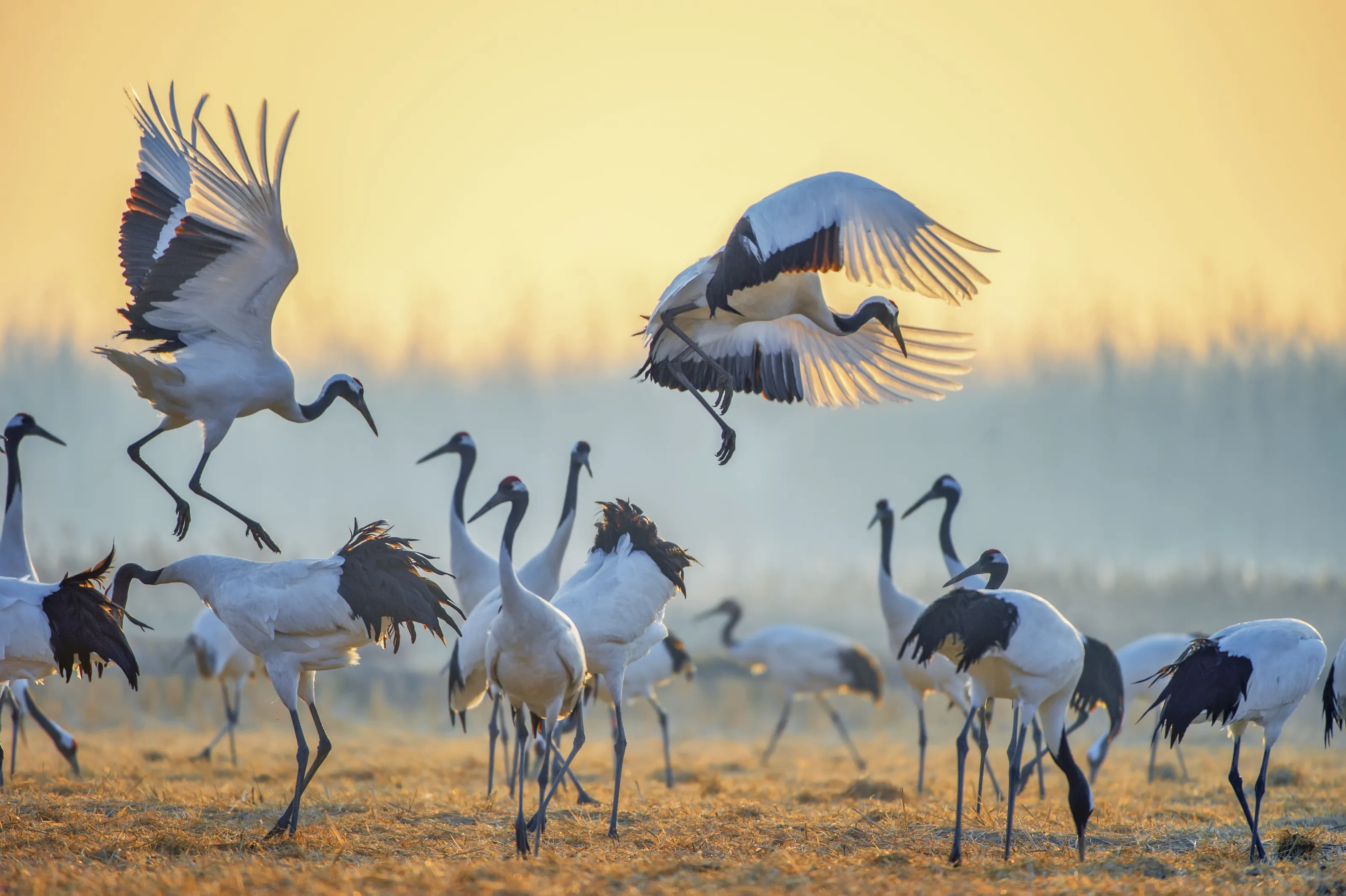 Rise and dance in a happy mood
