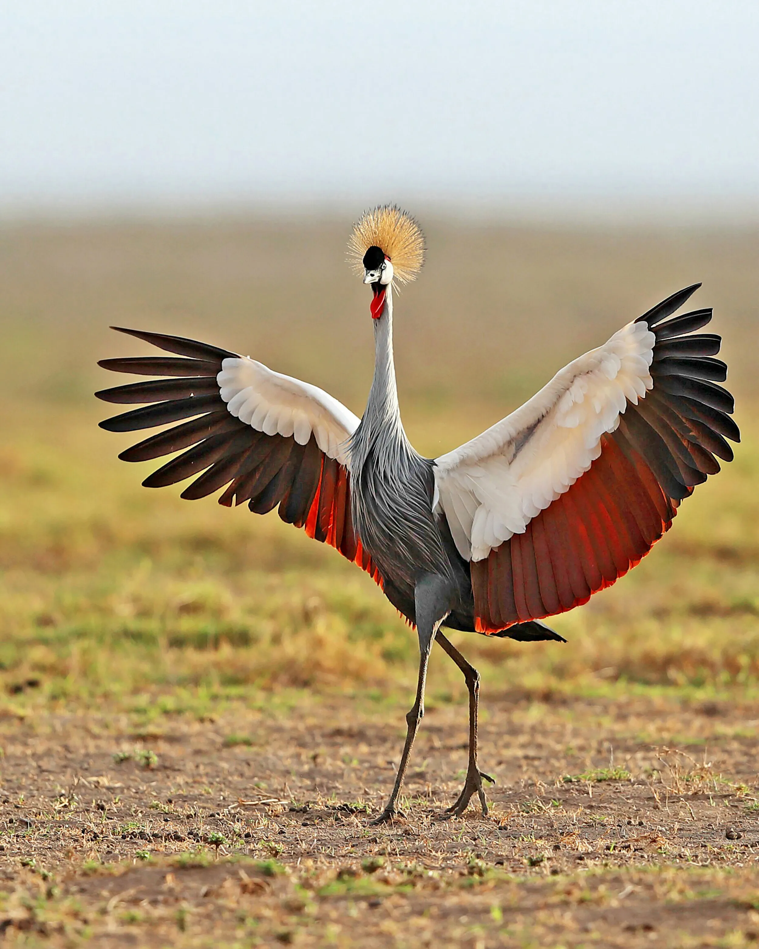 Grey Crowned Crane - Display