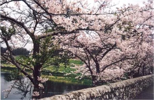 Castle Bloom