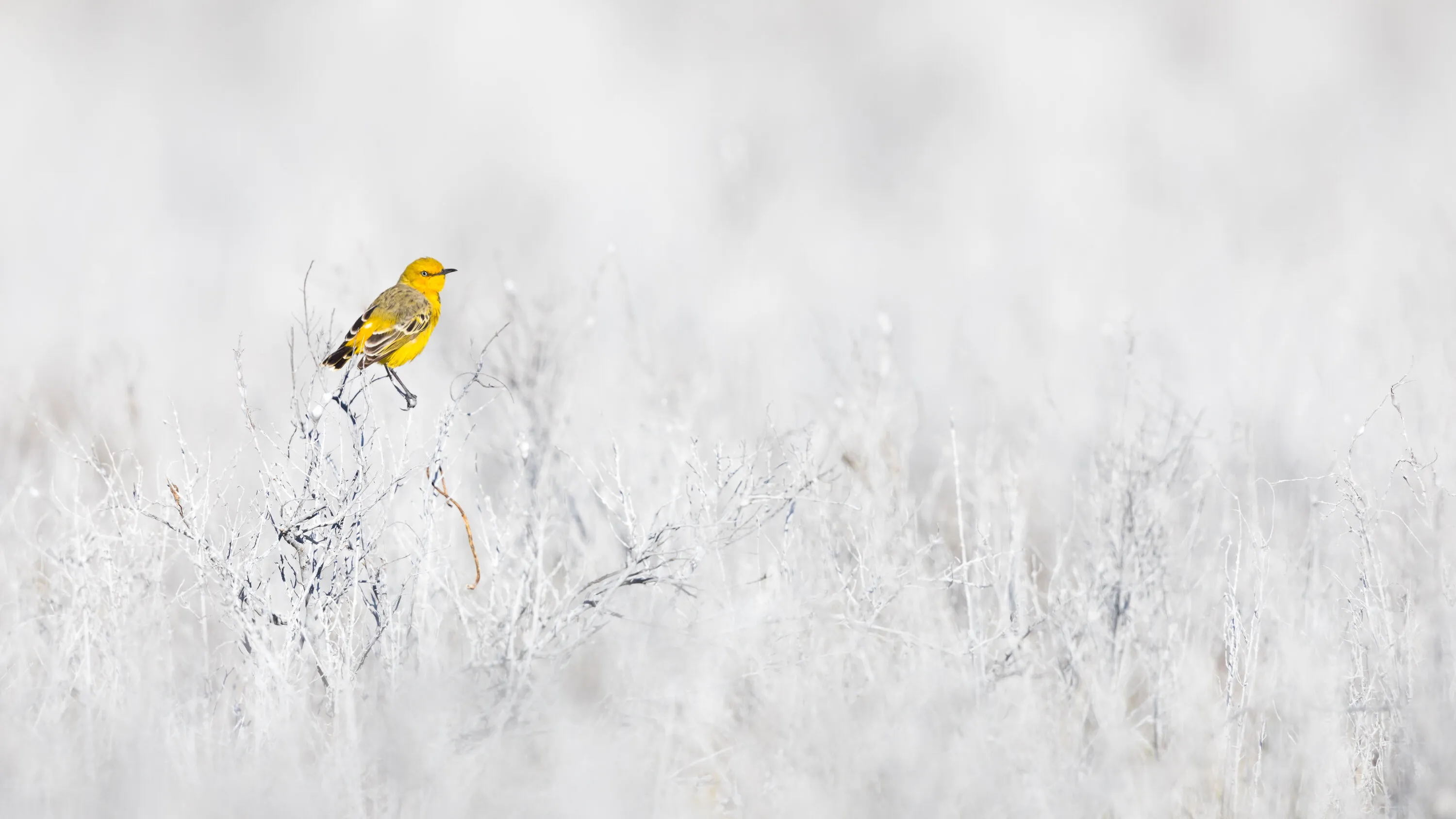 Yellow on White