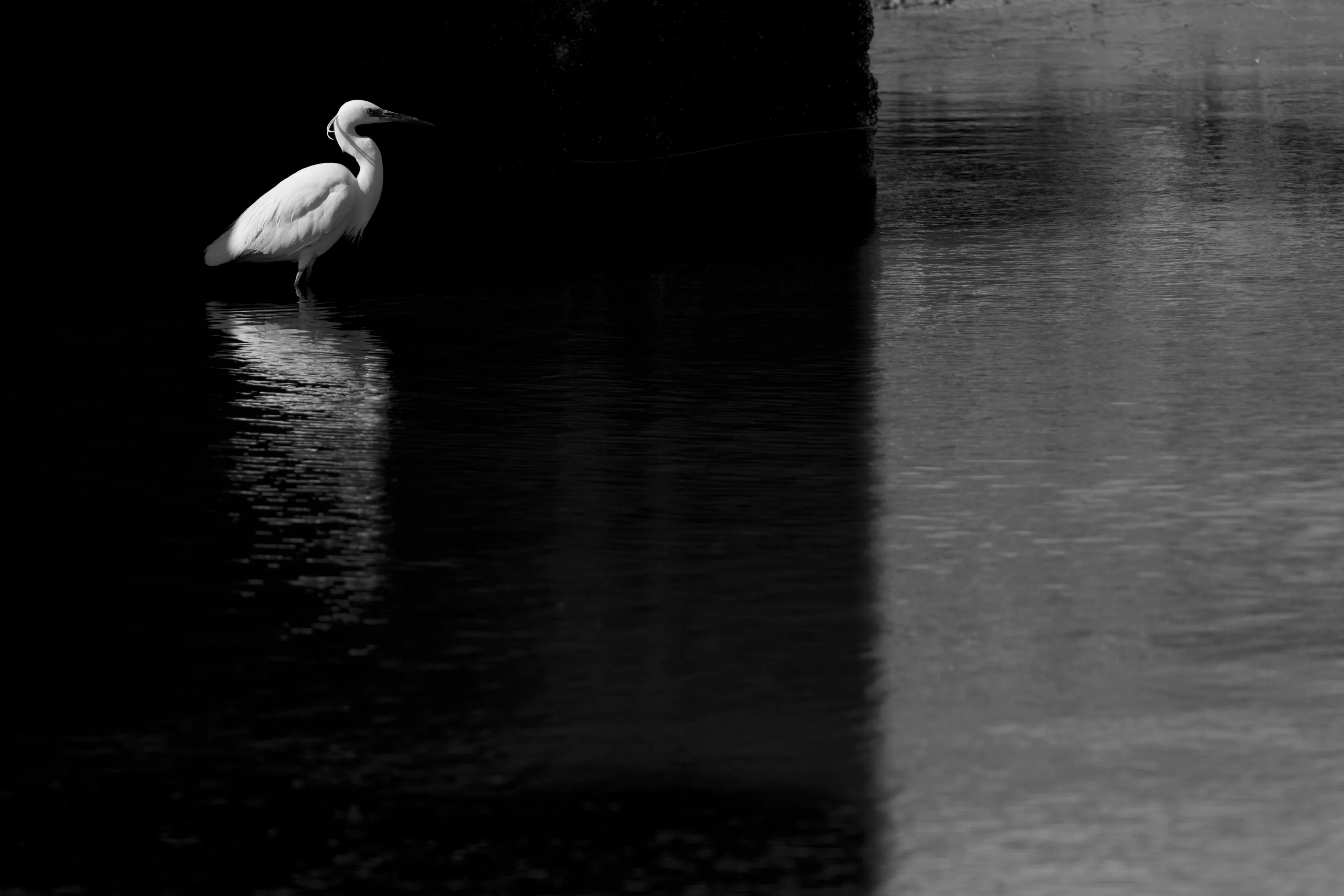 black and white