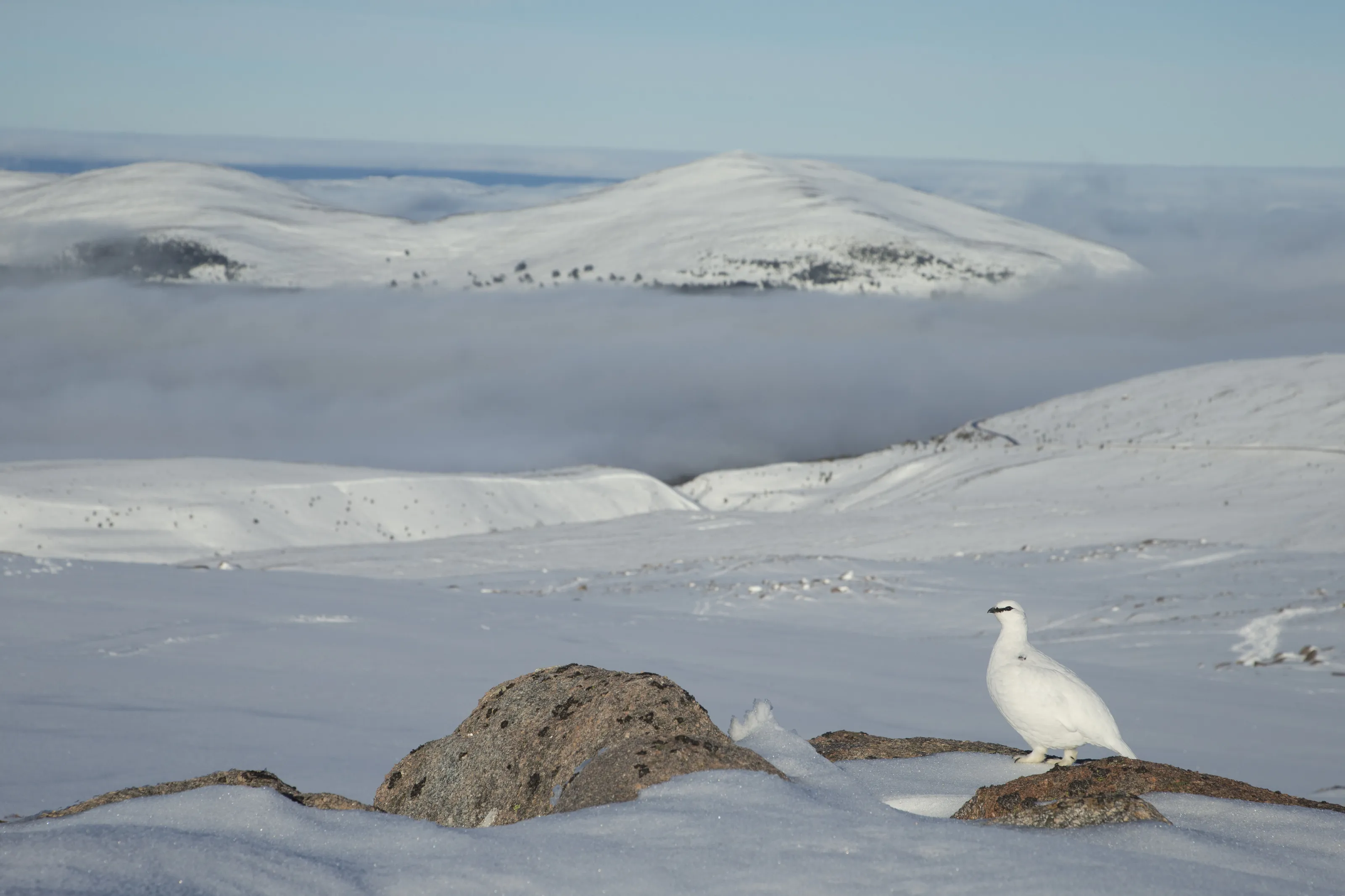 Ptarmigan in winter habitat