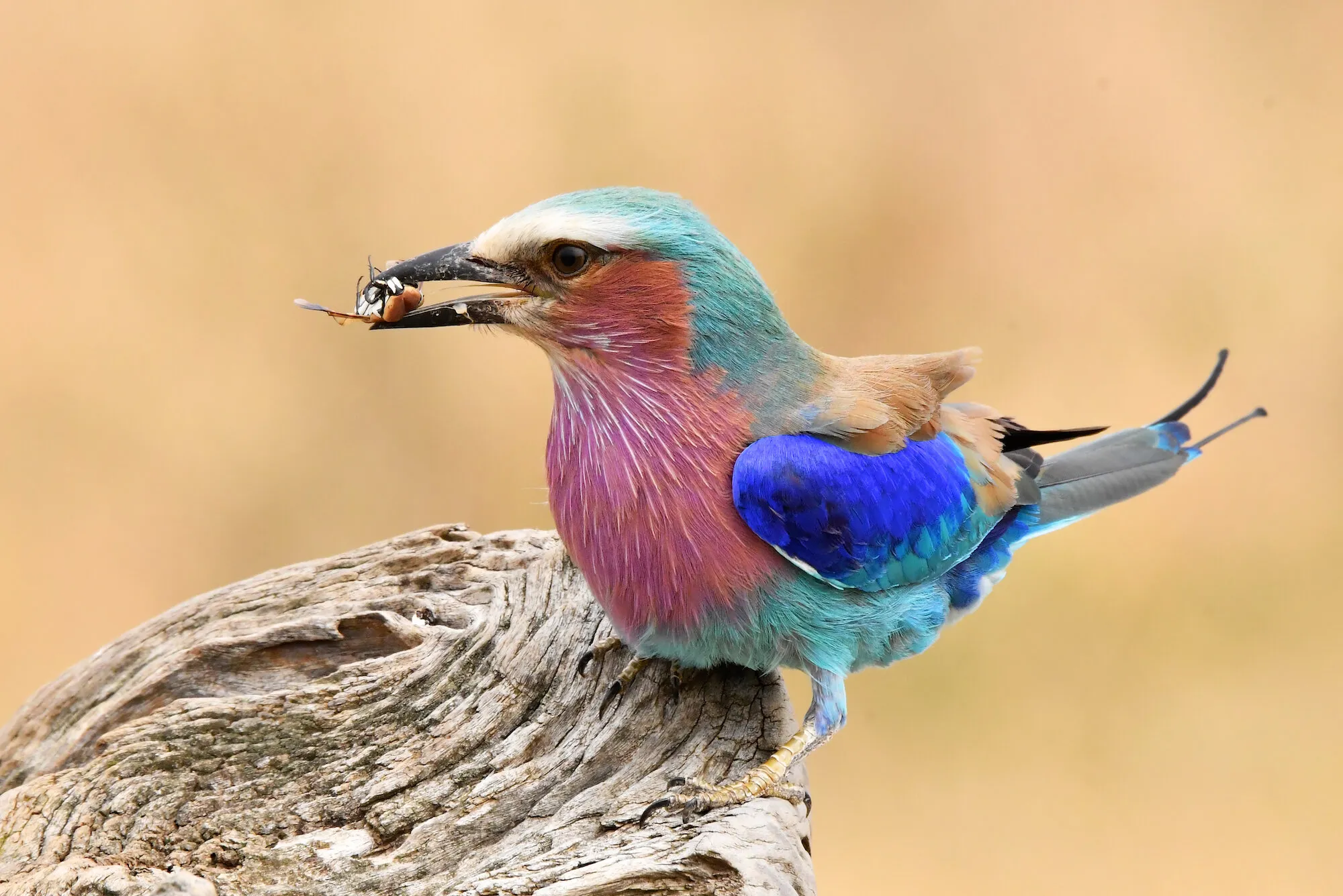 Feathers of Many Colours