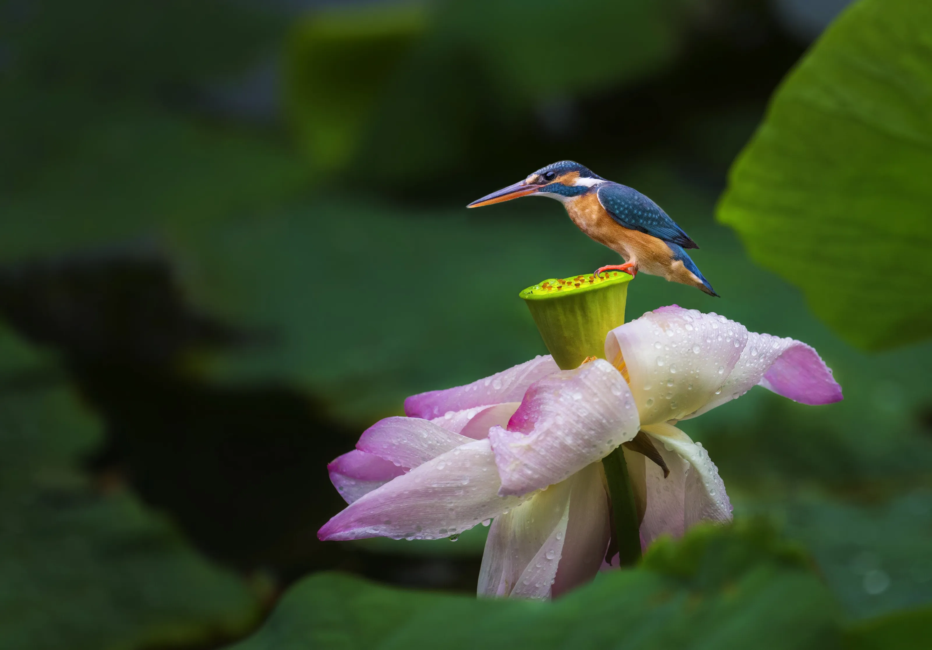 Alcedo atthis in the pond of lotus