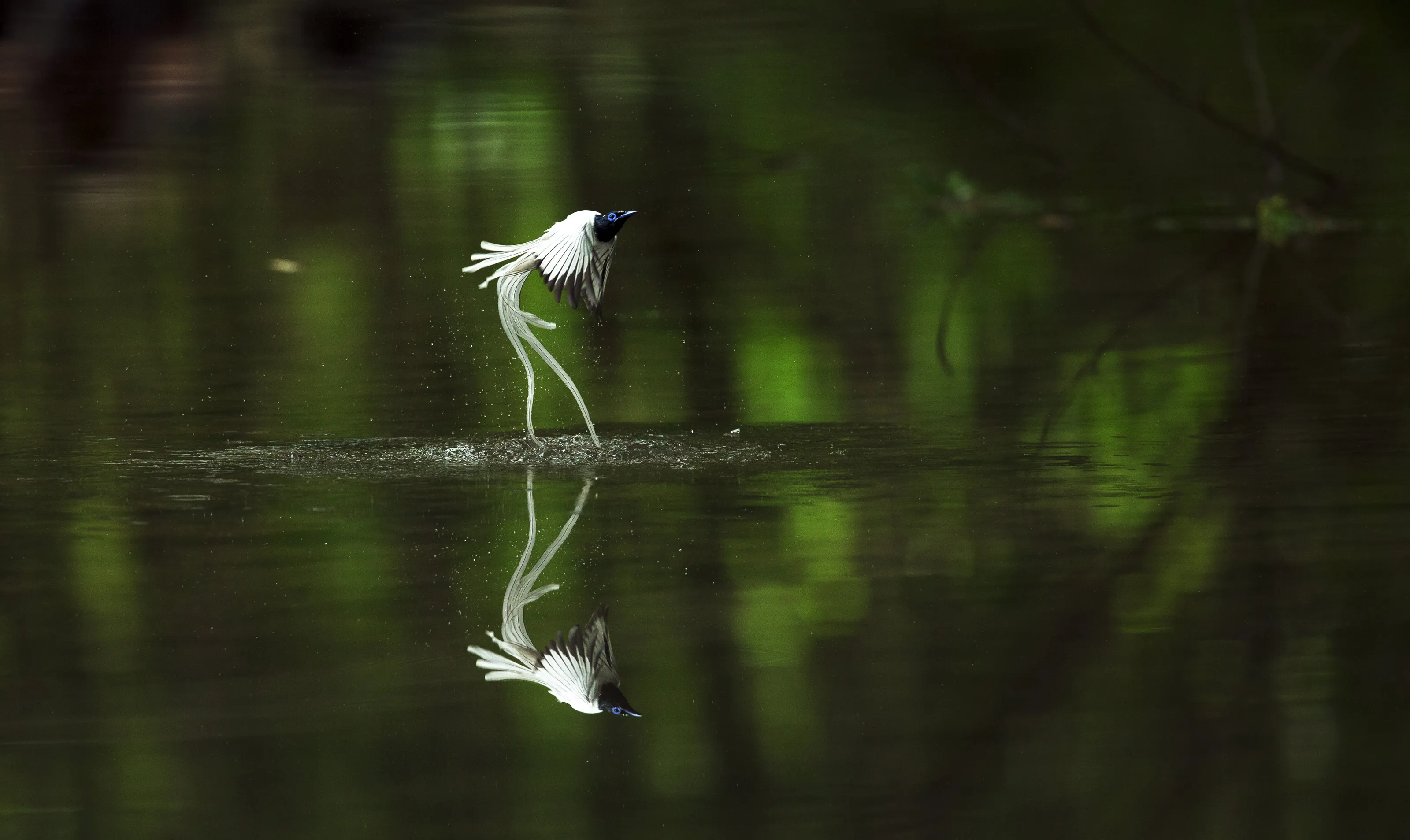 Water Mirror